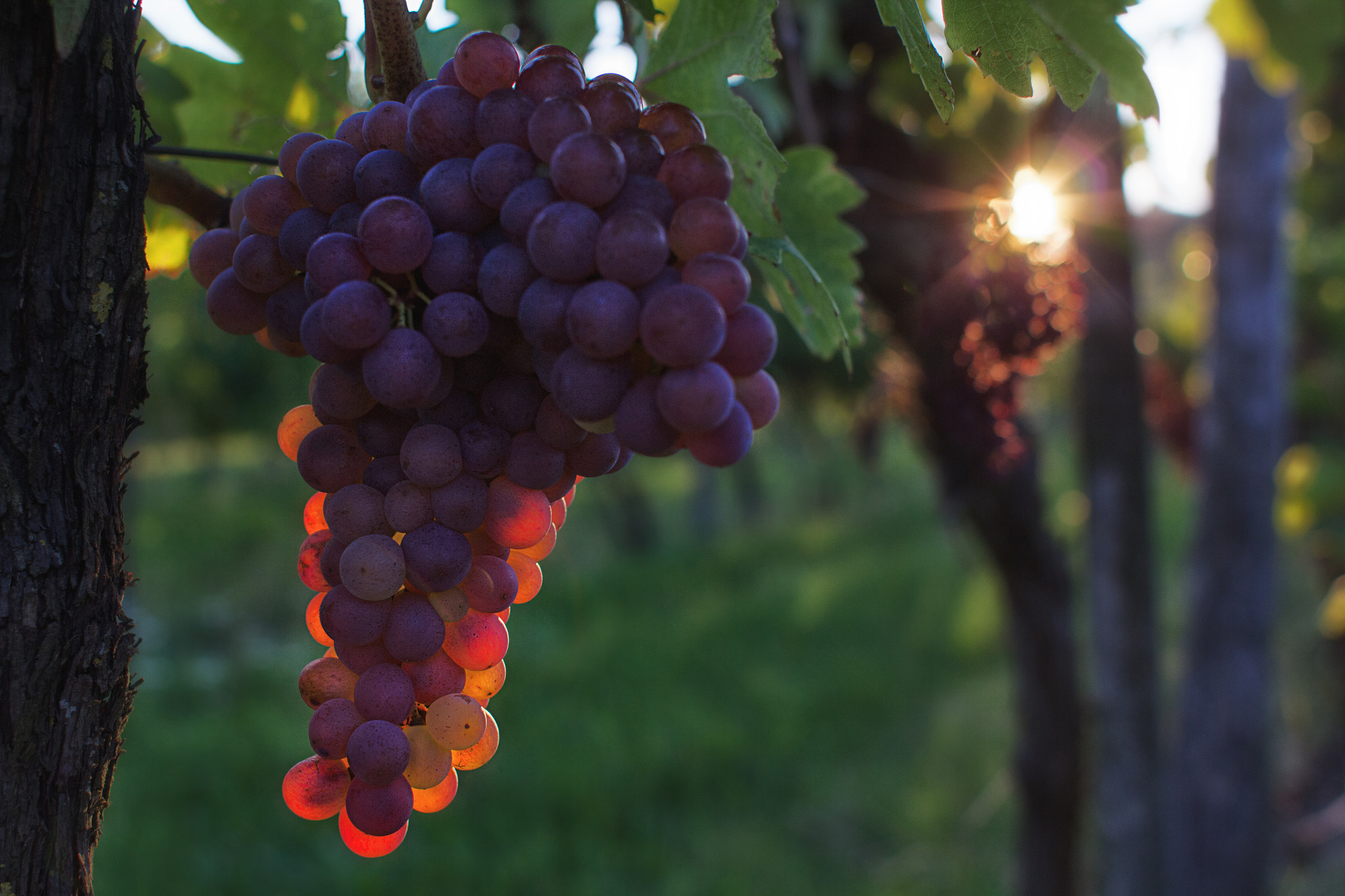 Canon EOS 550D (EOS Rebel T2i / EOS Kiss X4) sample photo. Grapes at sunset i photography