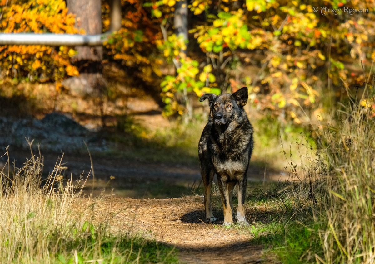 Fujifilm X-T2 + Fujifilm XC 50-230mm F4.5-6.7 OIS sample photo. Indian summer photography