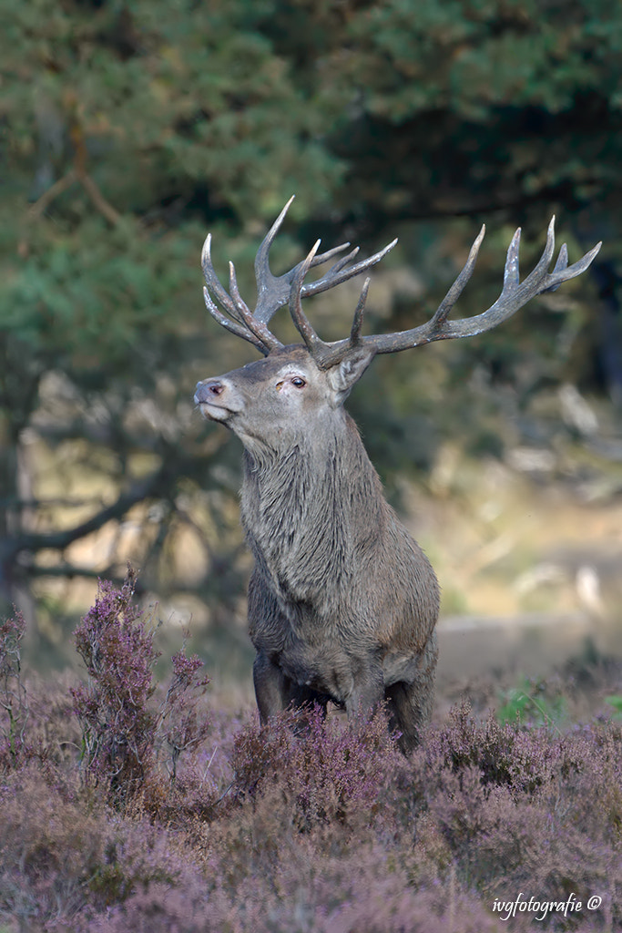 Nikon D610 + Nikon AF-S Nikkor 500mm F4G ED VR sample photo. Red deer photography