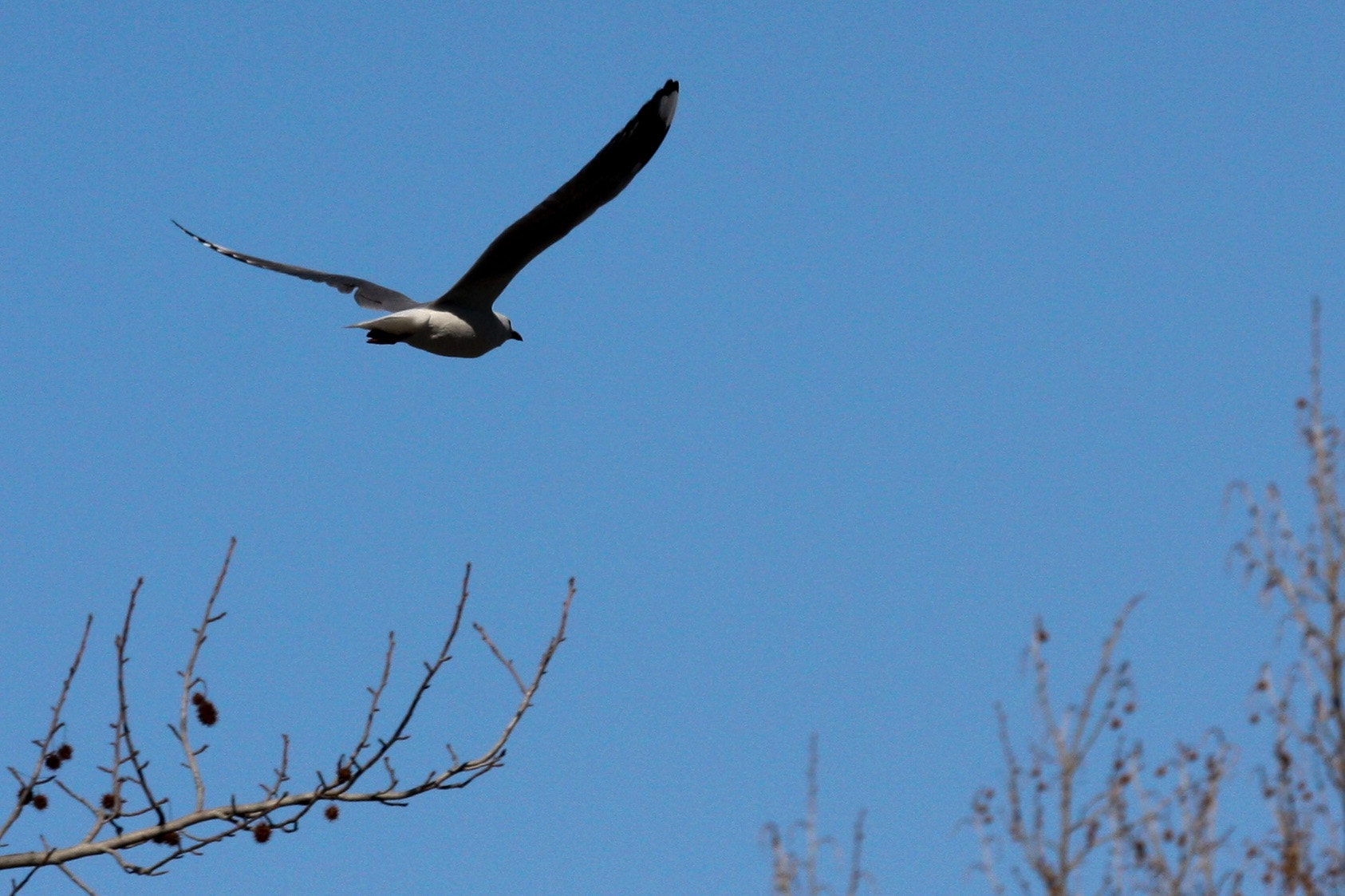 Canon EOS 450D (EOS Rebel XSi / EOS Kiss X2) sample photo. Volar sobre photography
