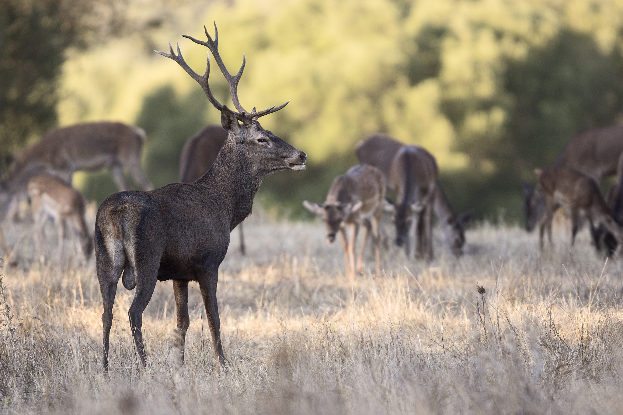 Canon EF 300mm F2.8L IS USM sample photo. La berrea photography