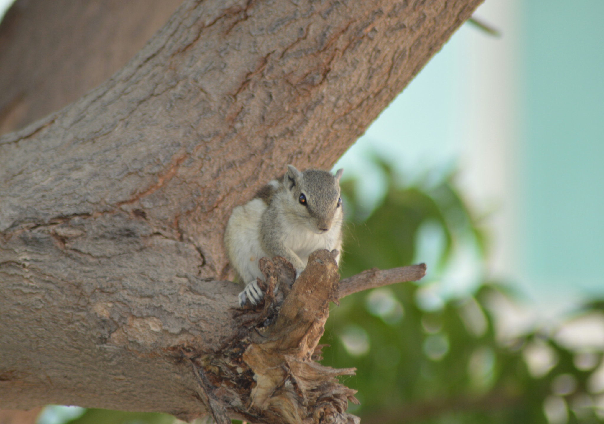 Nikon AF Nikkor 70-300mm F4-5.6G sample photo. Squirrel photography