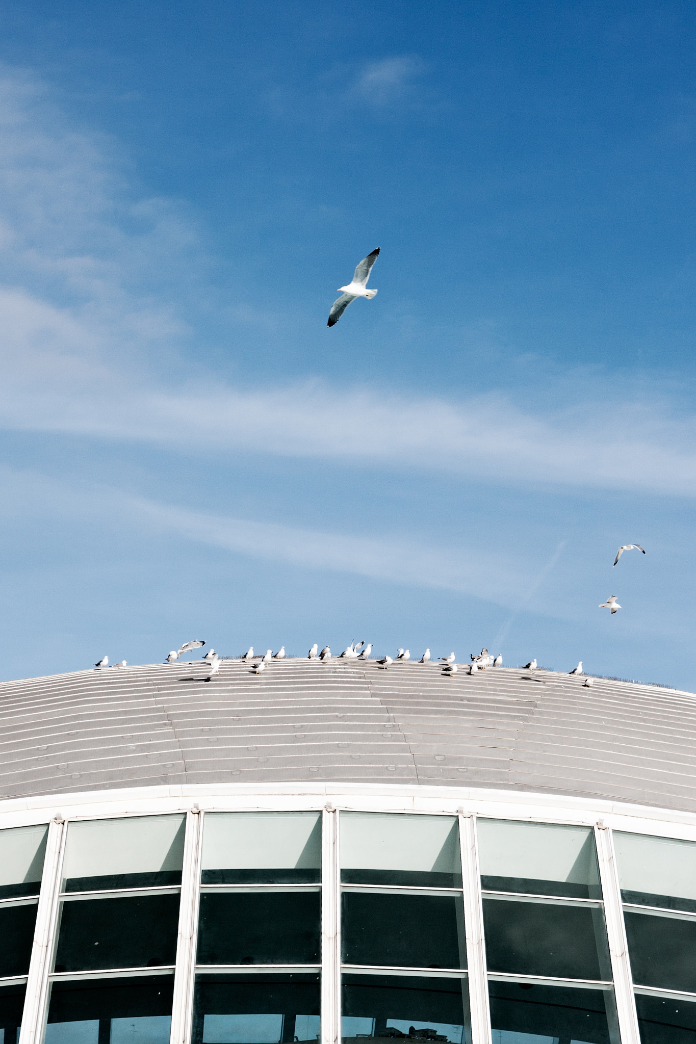Tamron SP AF 17-50mm F2.8 XR Di II LD Aspherical (IF) sample photo. Vain seagull photography