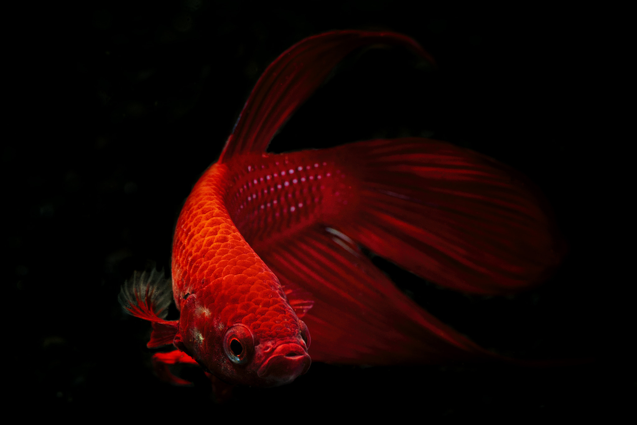 Nikon D300 sample photo. Red beta fish photography