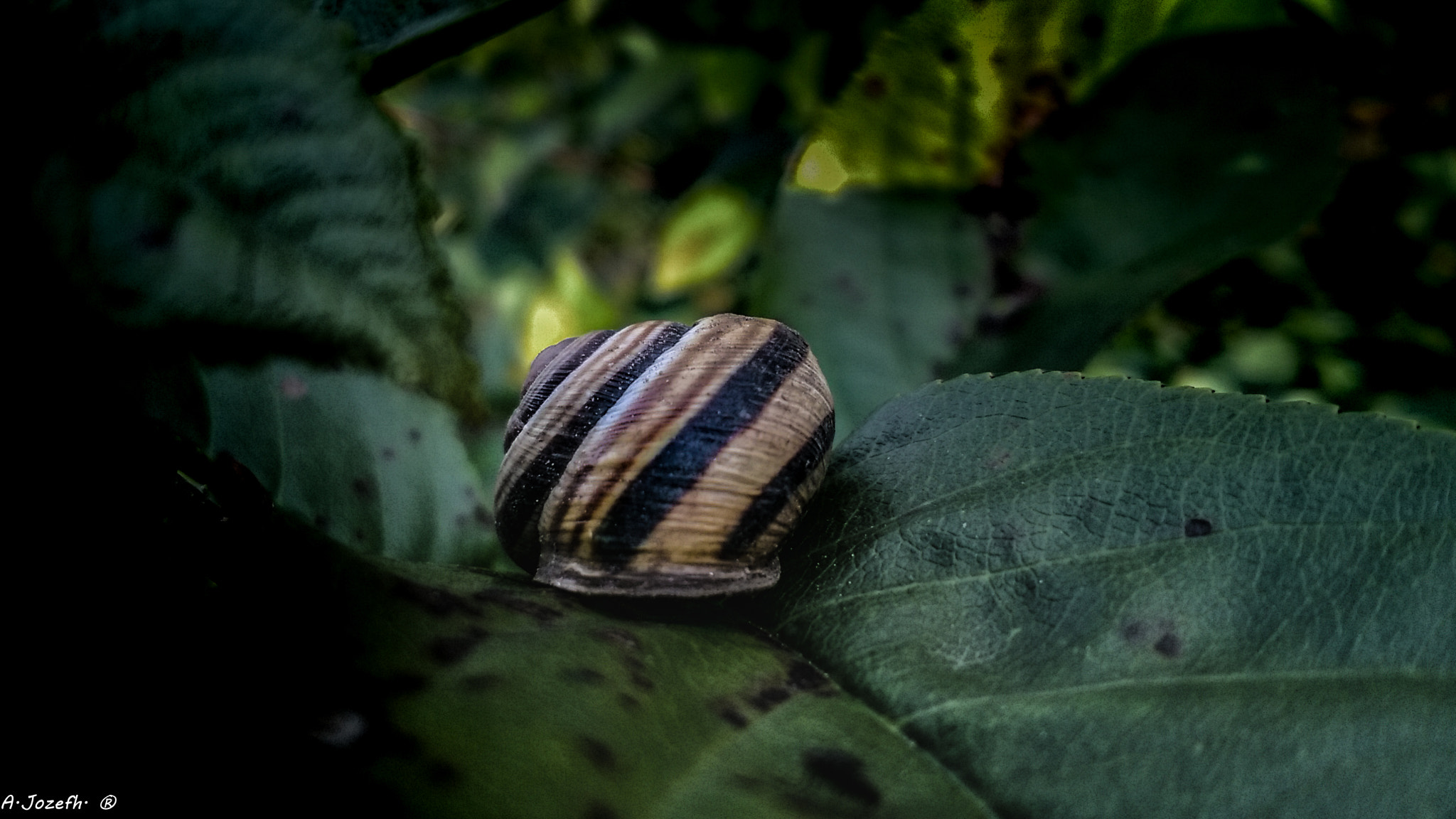 Nokia Lumia 735 sample photo. Snail shell photography