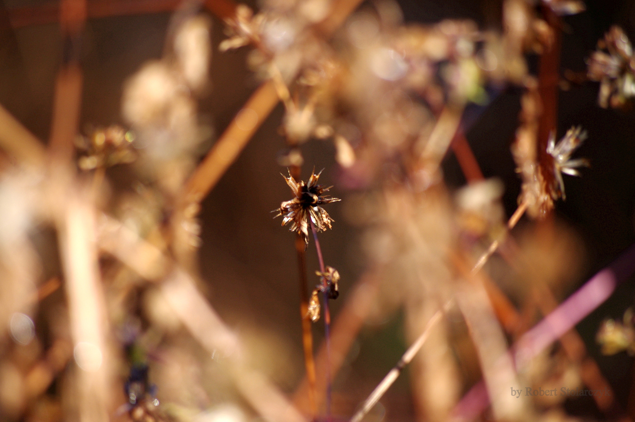 smc PENTAX-DA L 50-200mm F4-5.6 ED sample photo. Copper photography