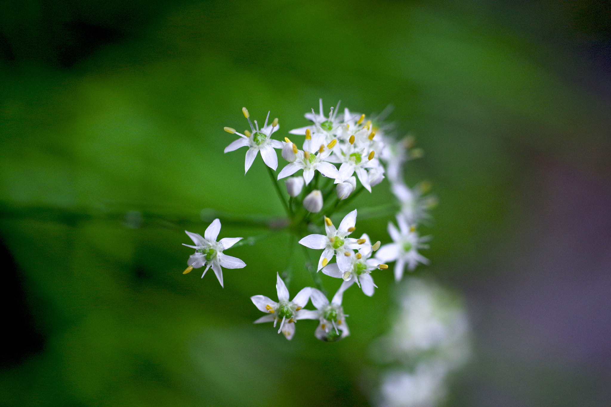 Pentax K-1 sample photo. Leek flowers photography