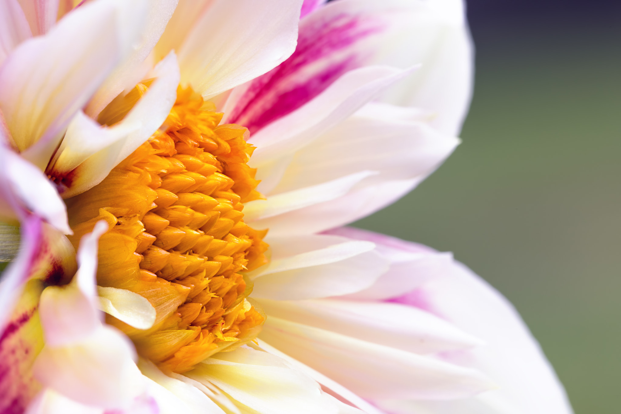 Canon EF 100mm F2.8L Macro IS USM sample photo. In focus photography