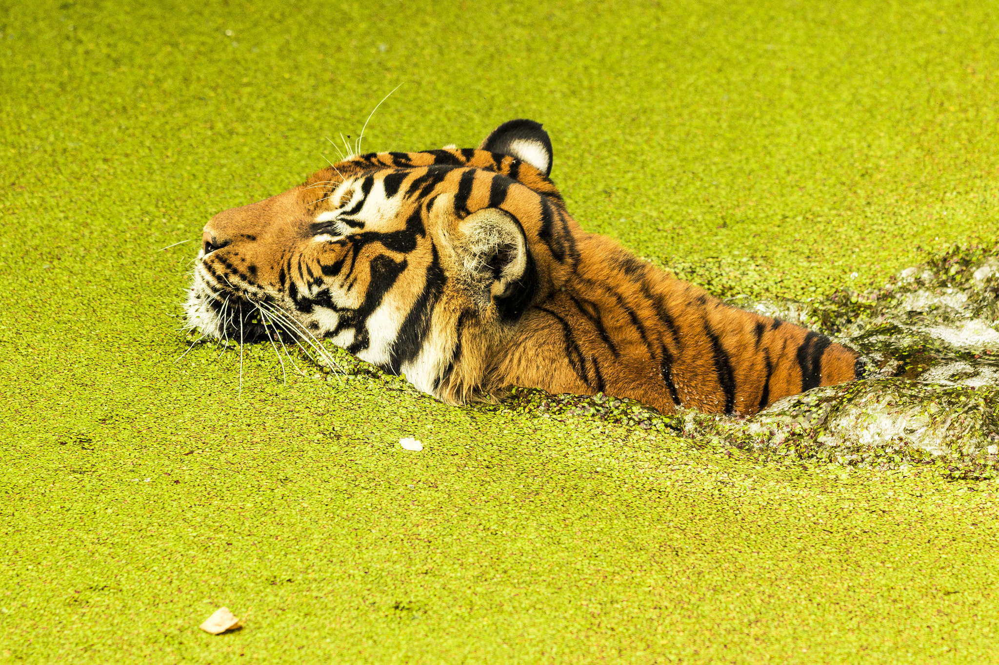 Sigma APO Macro 150mm f/2.8 EX DG HSM sample photo. Tiger take a swim photography