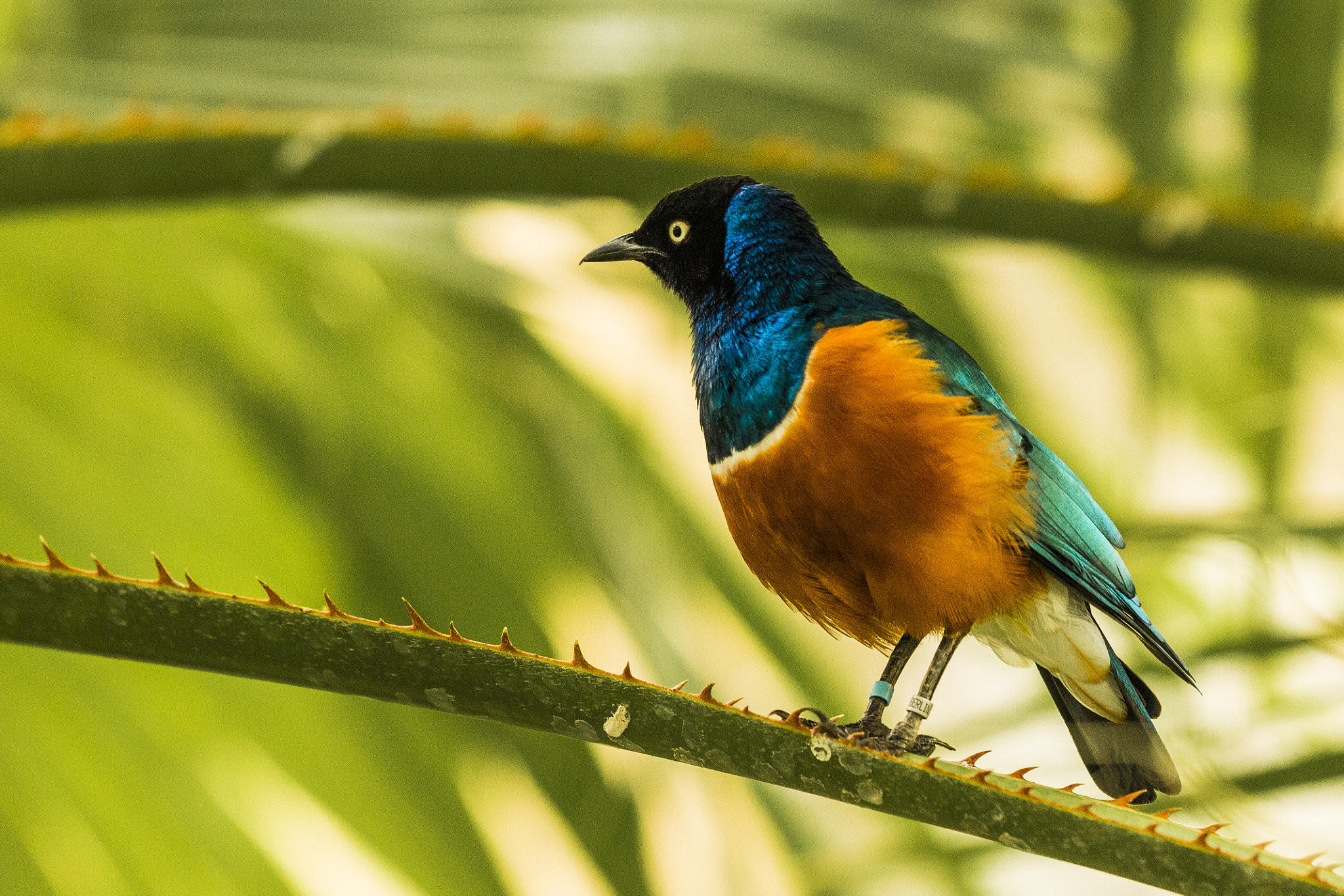 Sigma APO Macro 150mm f/2.8 EX DG HSM sample photo. Superb starling photography