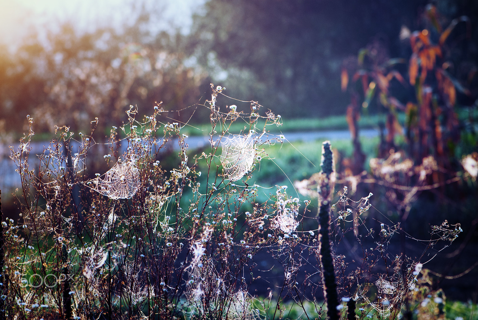 Nikon AF-S Micro-Nikkor 105mm F2.8G IF-ED VR sample photo. De bon matin photography
