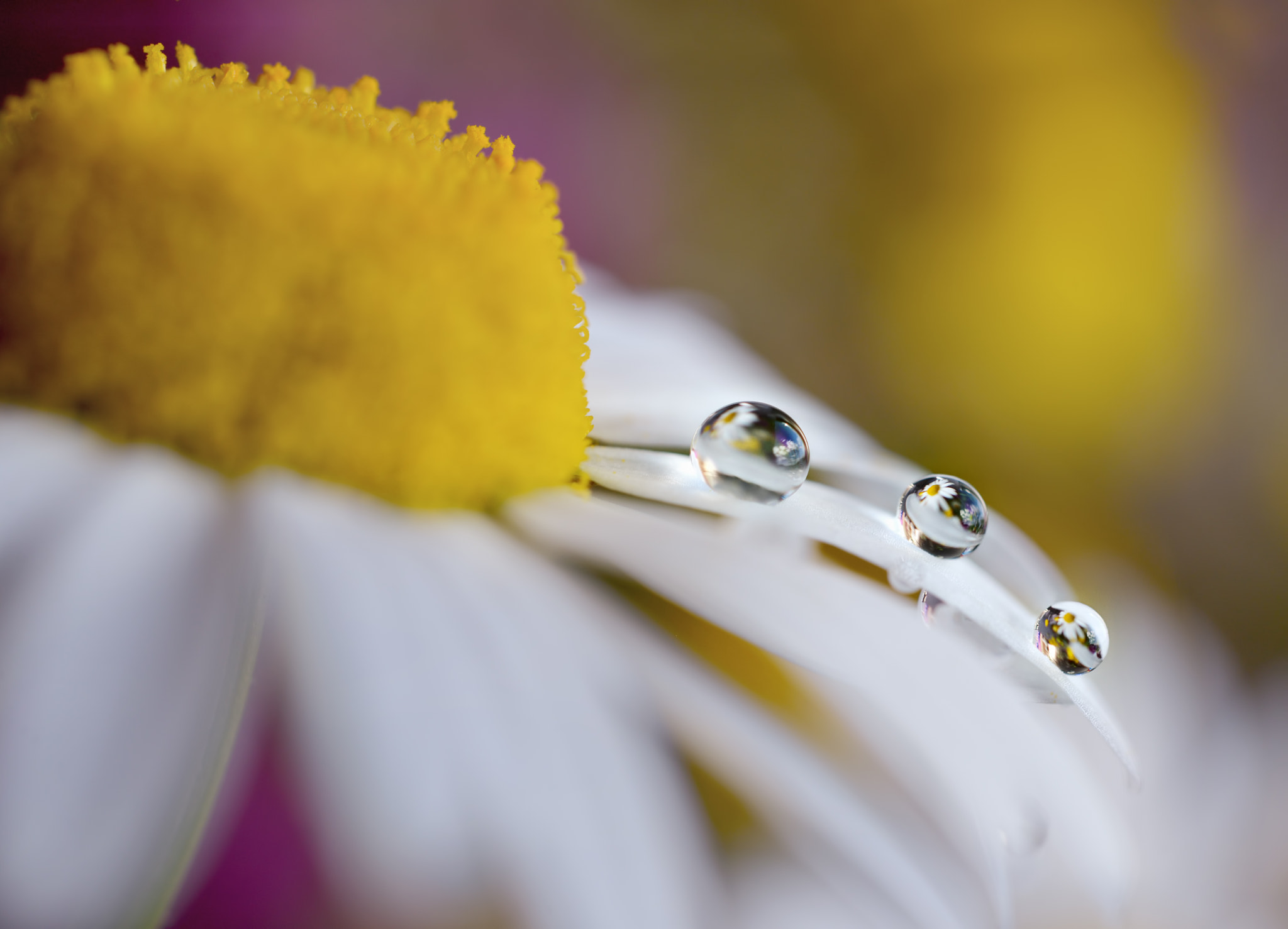 Nikon AF-S Micro-Nikkor 60mm F2.8G ED sample photo. Last summer photography