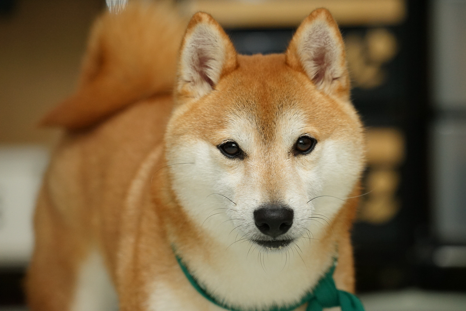 Sony FE 24-240mm F3.5-6.3 OSS sample photo