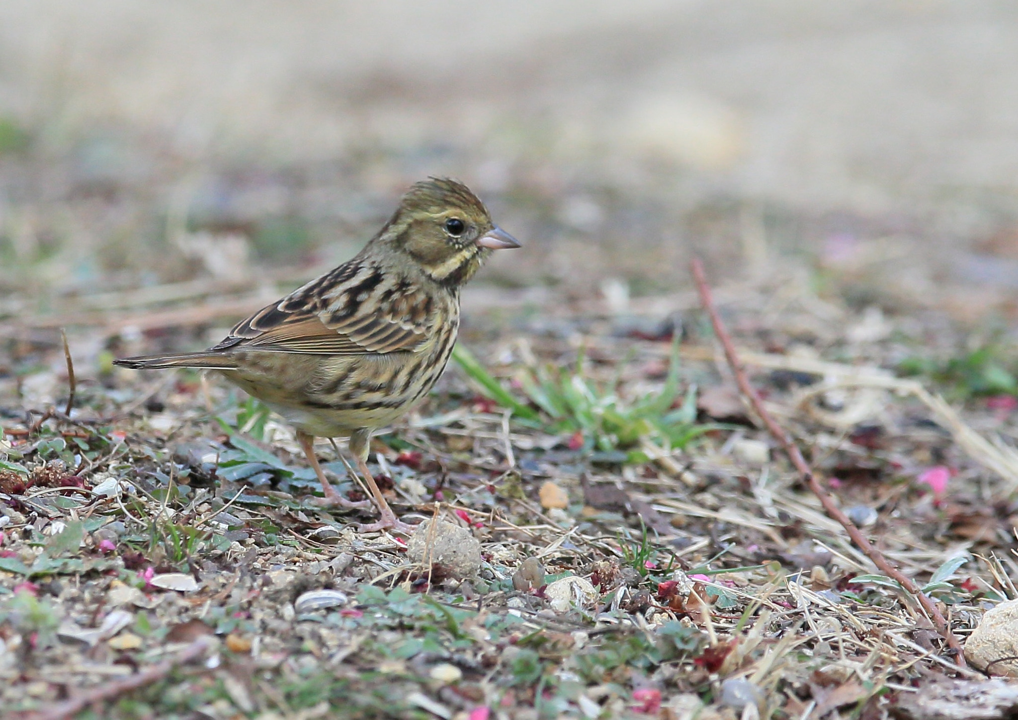 Canon EOS-1D X + Canon EF 400mm F2.8L IS II USM sample photo. アオジ 探して− photography