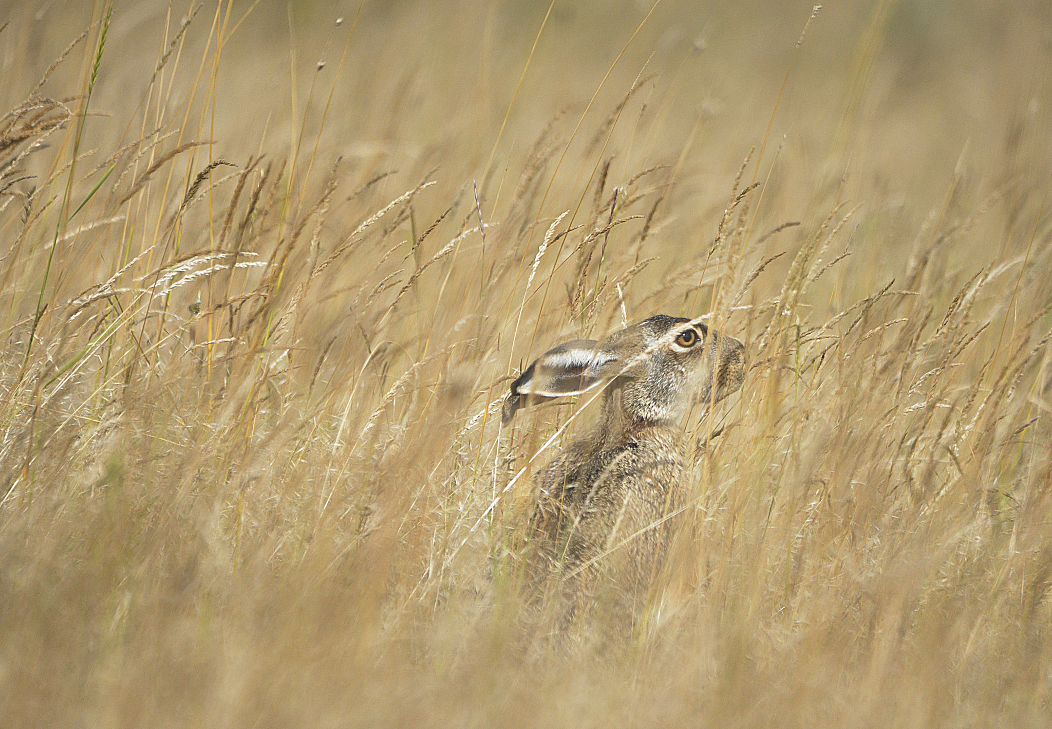 Sigma 150-500mm F5-6.3 DG OS HSM sample photo. Rabbit photography