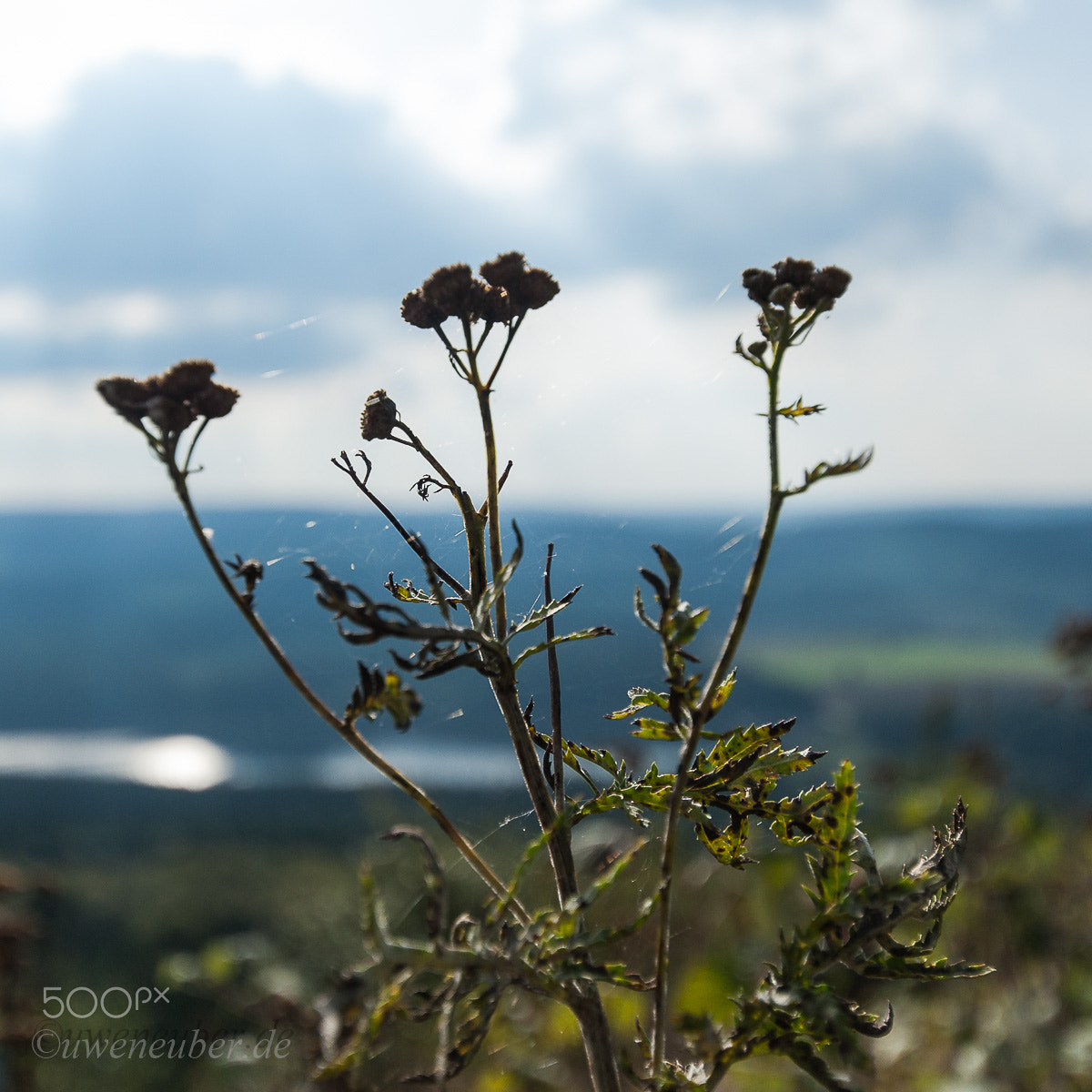 Pentax K10D + Sigma 10-20mm F3.5 EX DC HSM sample photo. Plant before a landscape photography