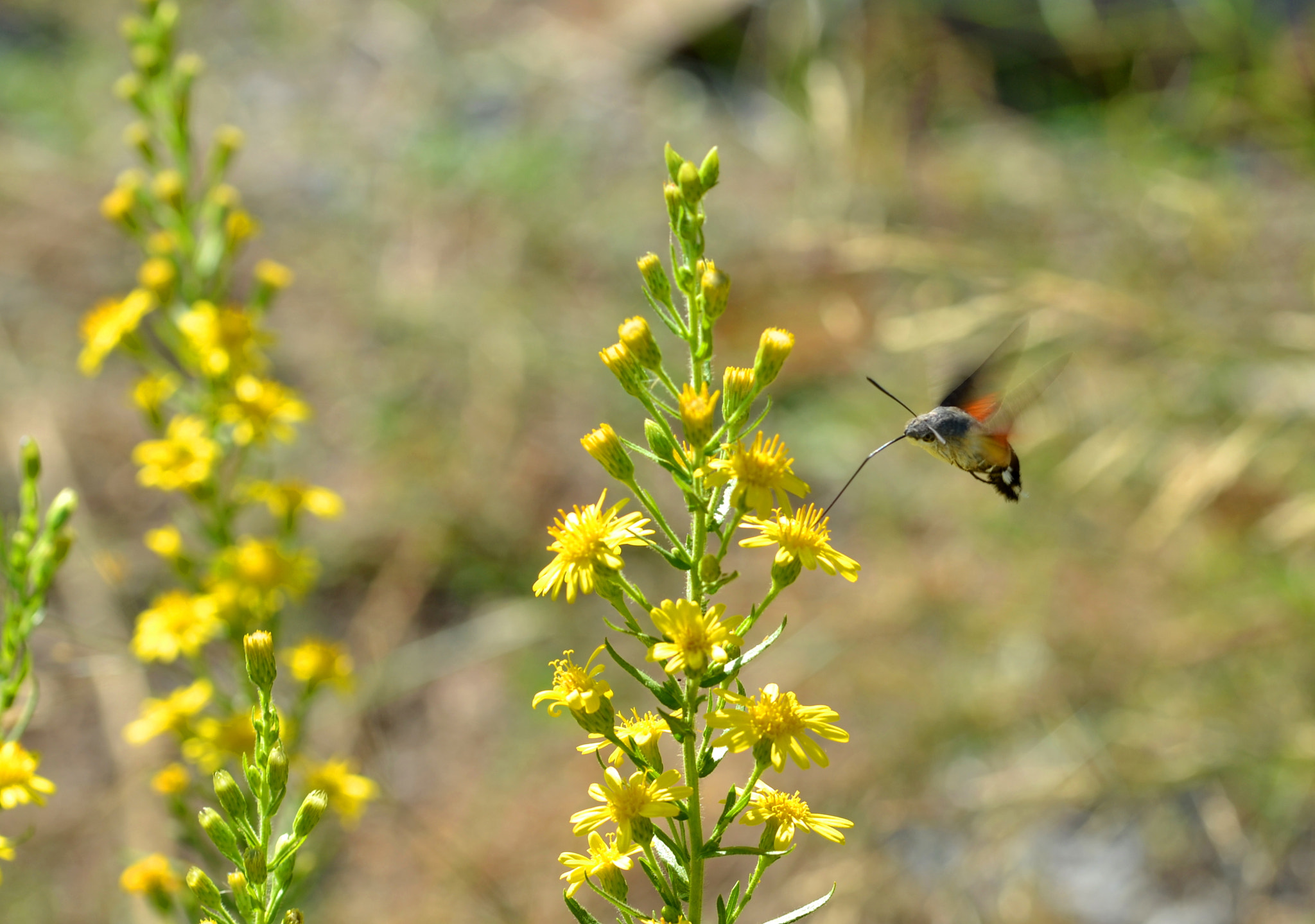 Sigma 105mm F2.8 EX DG OS HSM sample photo. Colibrì insect photography