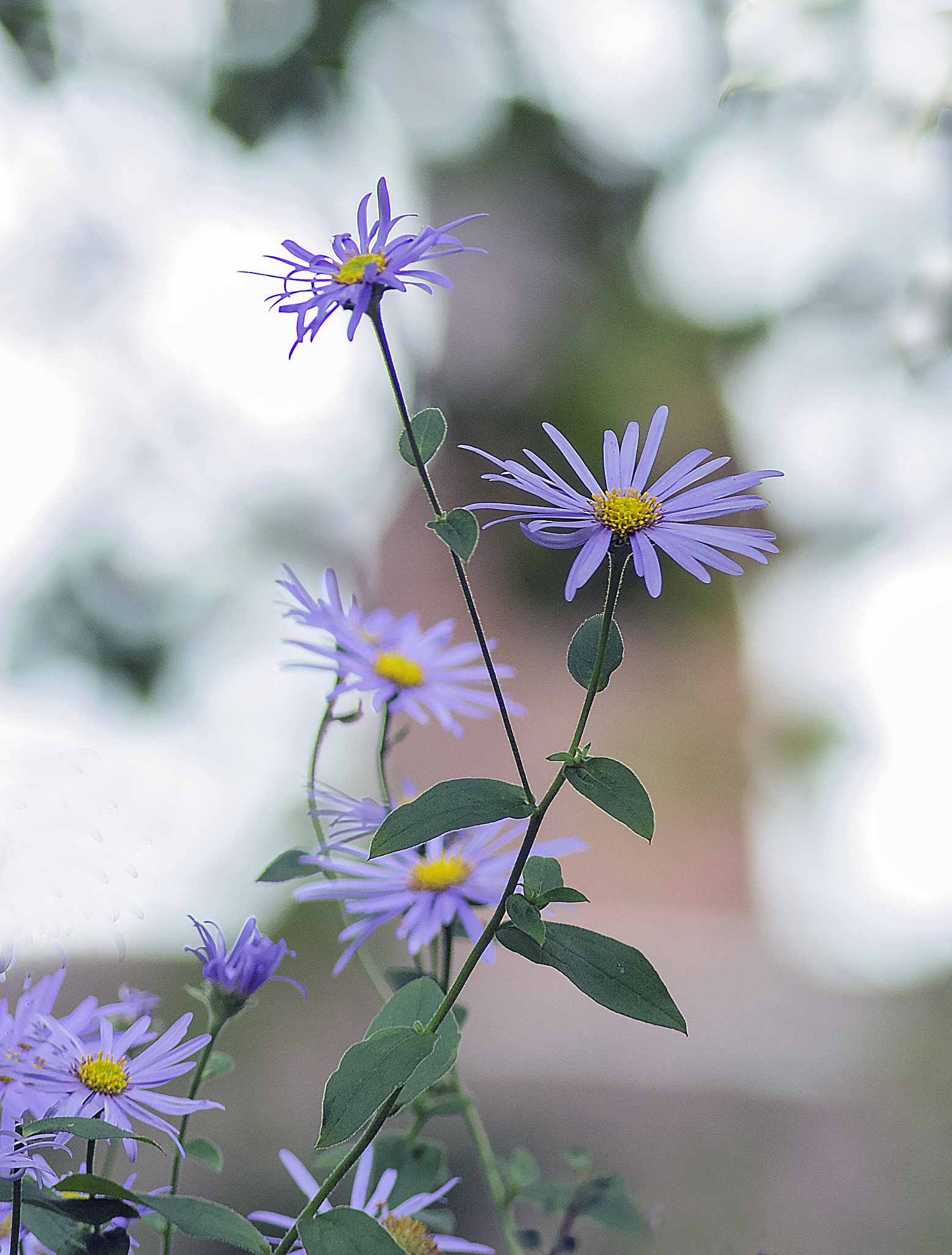 AF Zoom-Nikkor 80-200mm f/2.8 ED sample photo. Blue dream photography