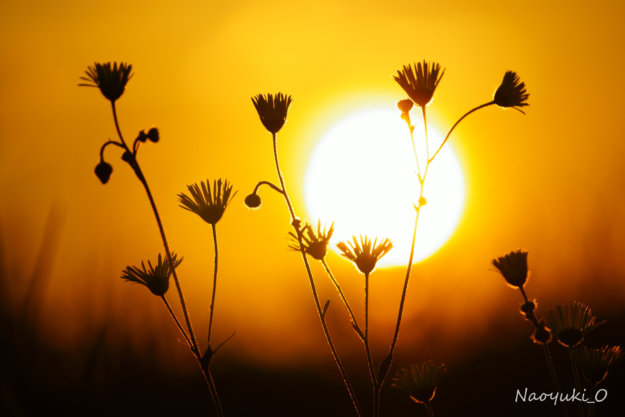 Sony a5100 sample photo. Pretty flowers photography