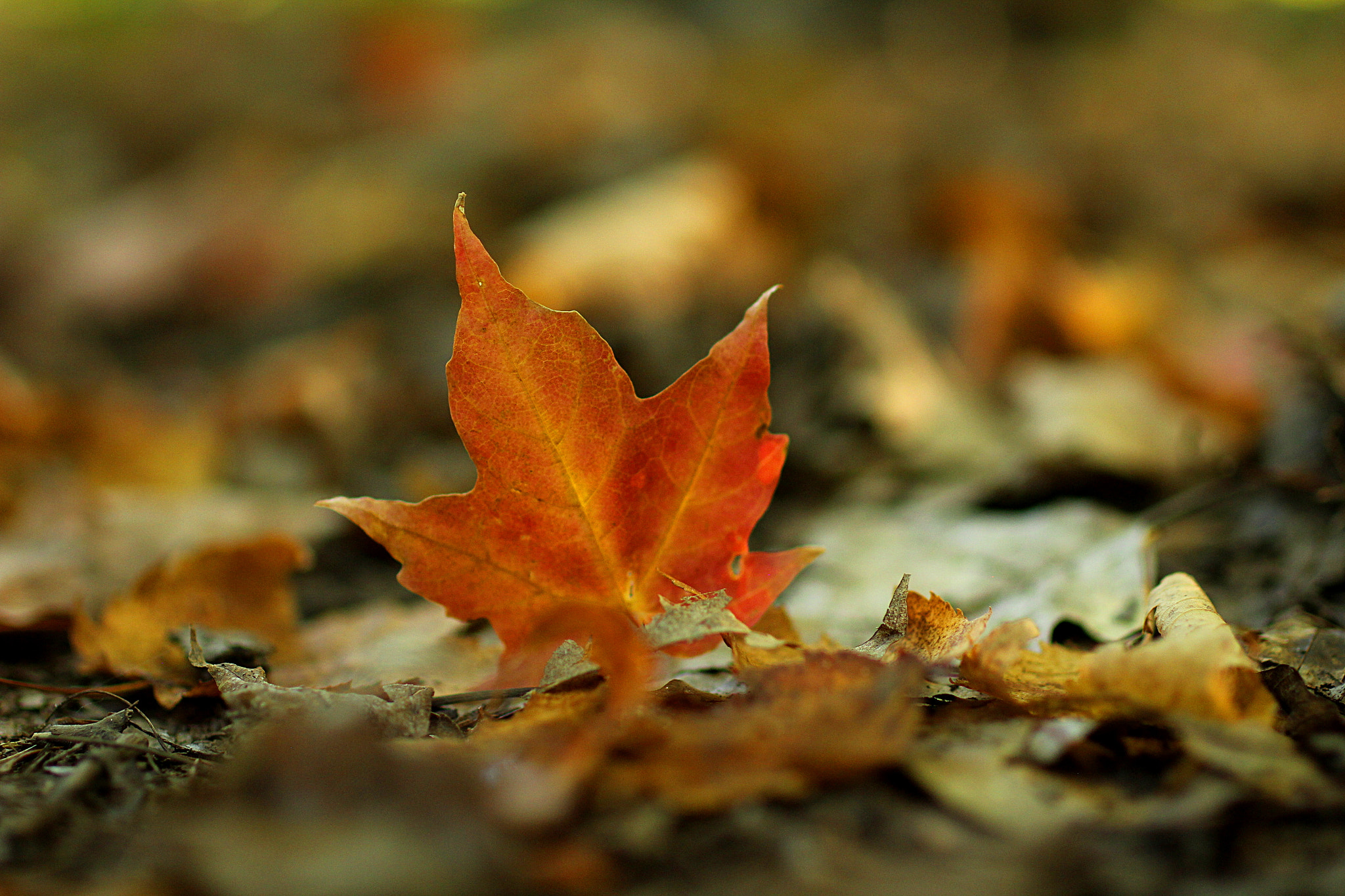 Canon EOS 60D sample photo. Fall is here. photography