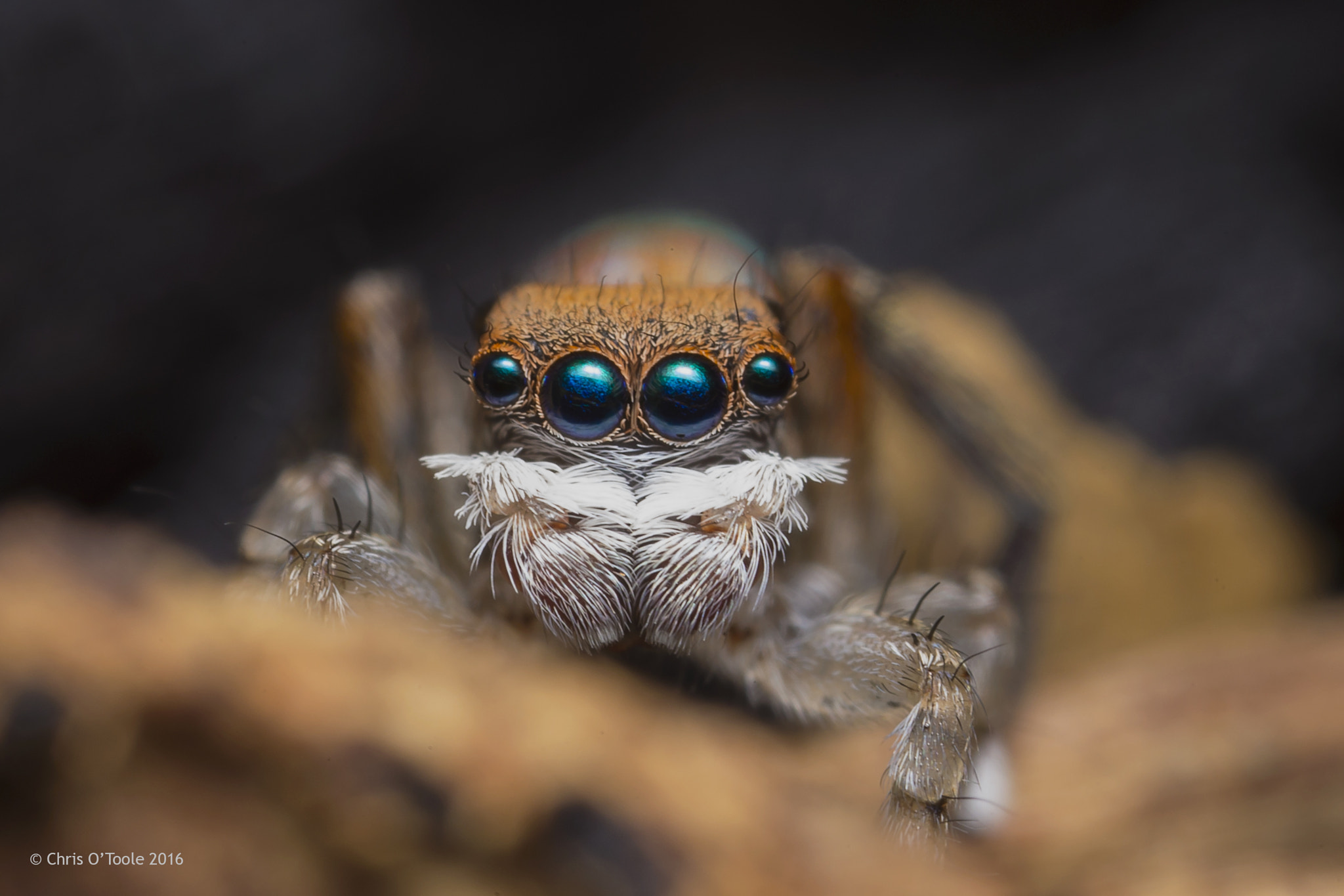 Canon MP-E 65mm F2.5 1-5x Macro Photo sample photo. Maratus pavonis photography