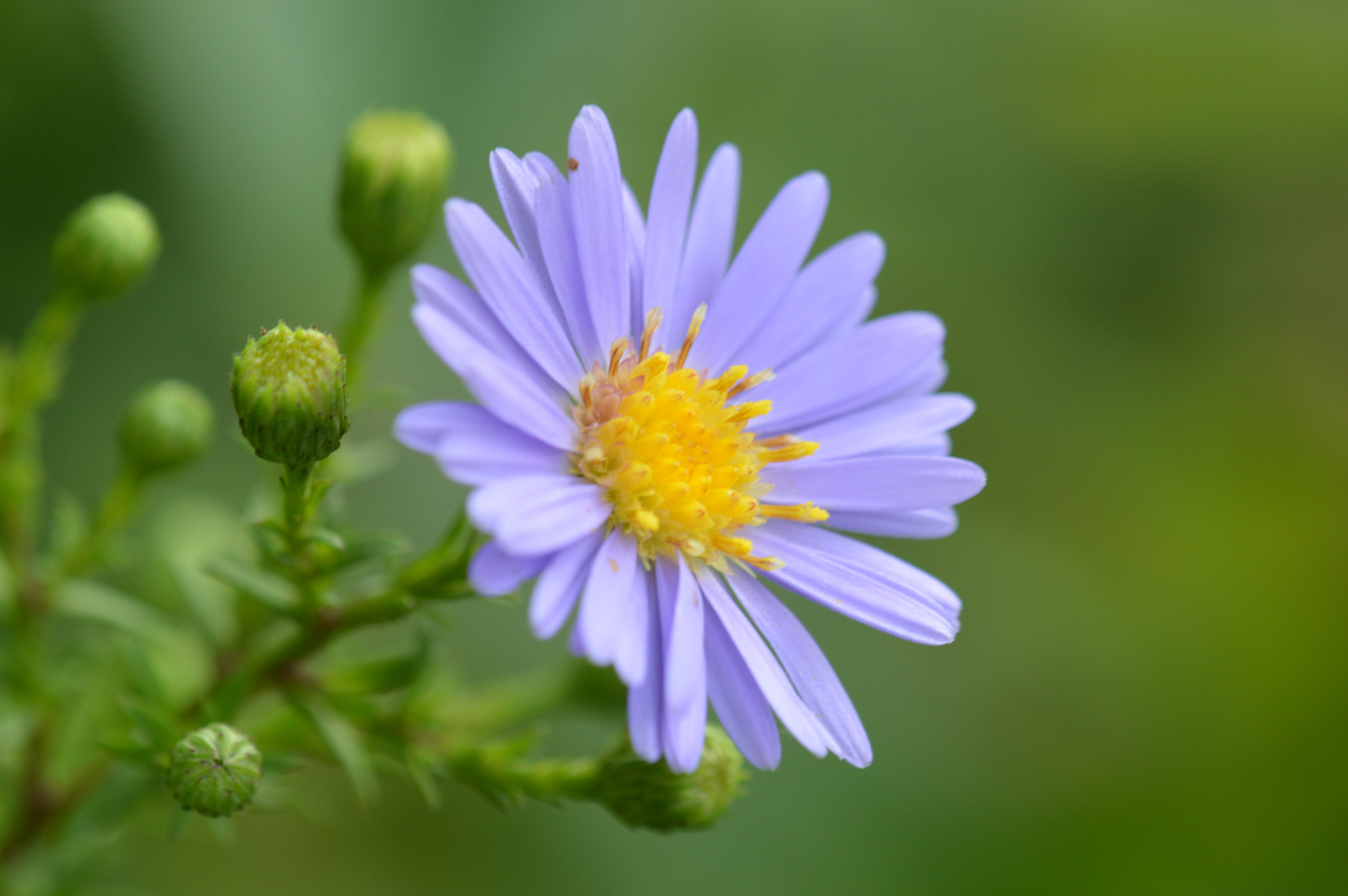 Nikon AF-S DX Micro-Nikkor 85mm F3.5G ED VR sample photo. Aster photography