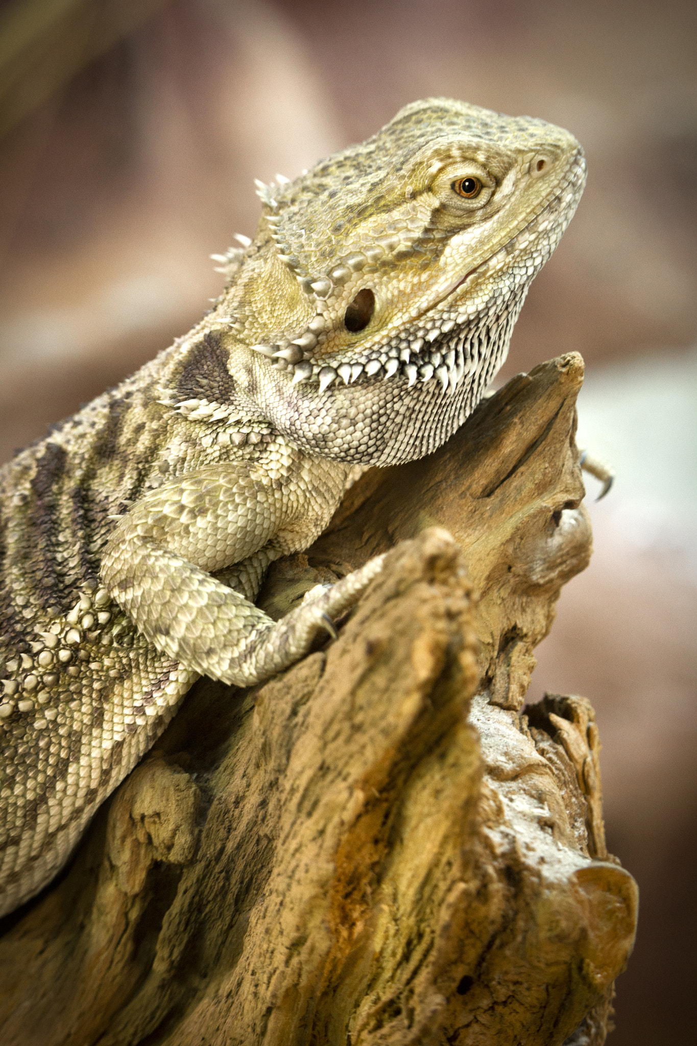 Canon EF-S 55-250mm F4-5.6 IS STM sample photo. Lizard photography