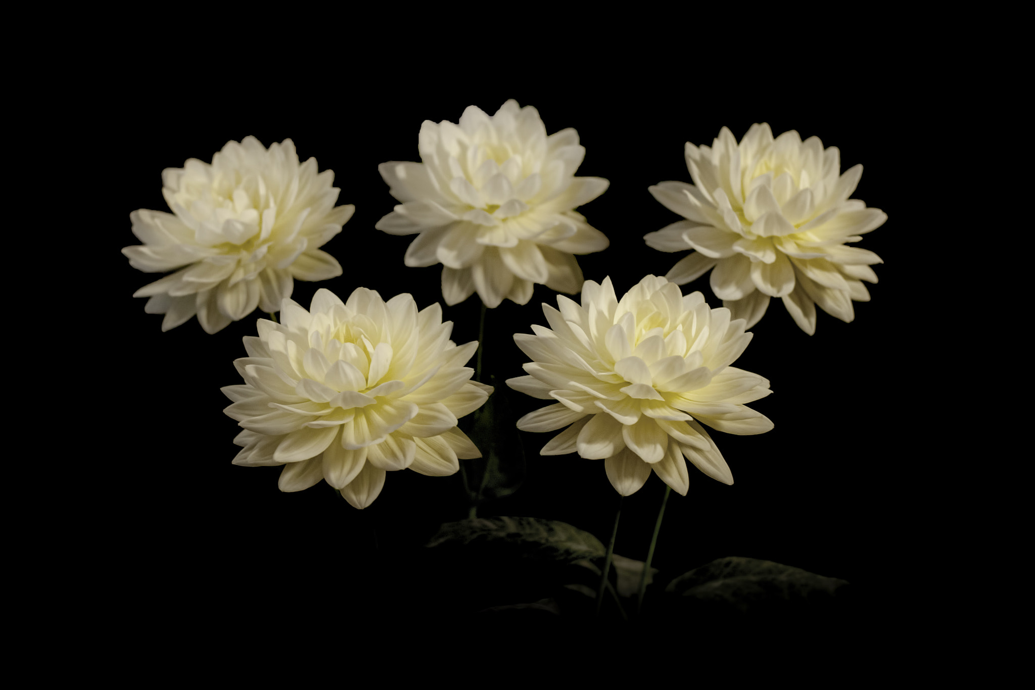 Canon EOS-1D Mark III sample photo. Cameo photography