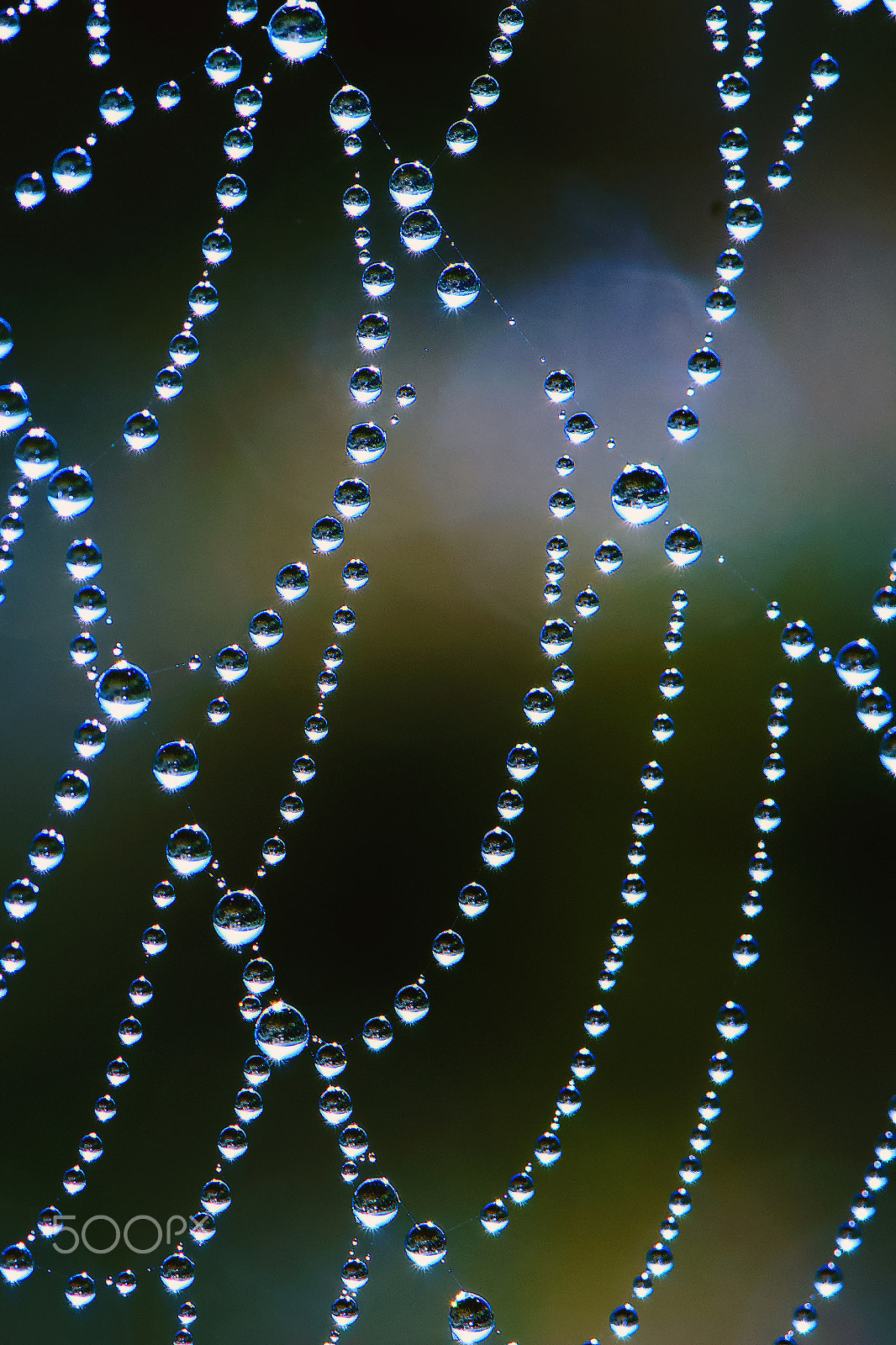 Nikon AF-S Micro-Nikkor 105mm F2.8G IF-ED VR sample photo. Gouttes à gouttes photography