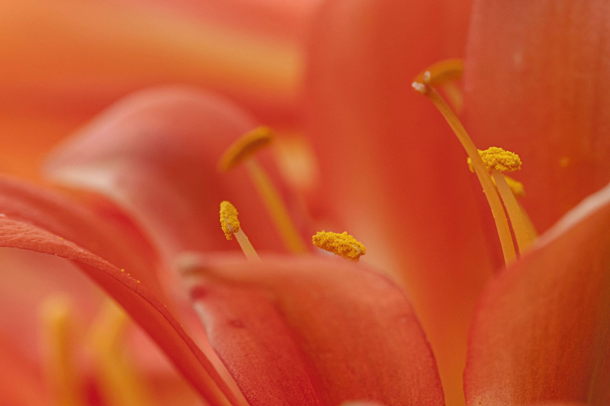 Canon EF 100mm F2.8L Macro IS USM sample photo. Orange clivia photography