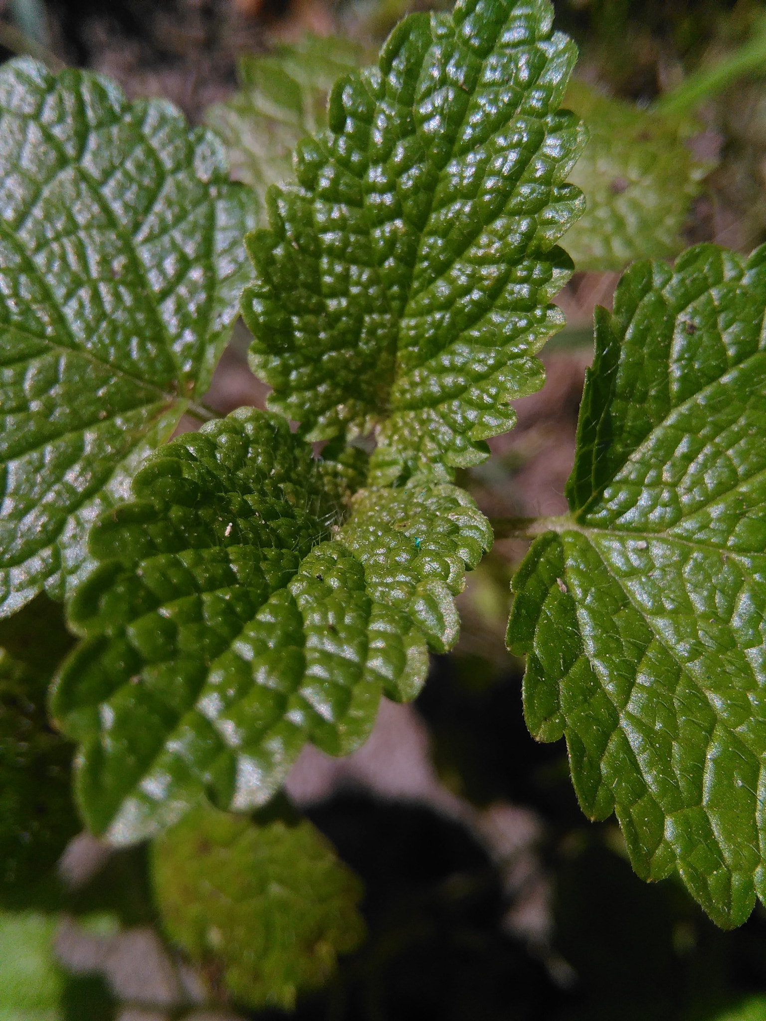 HUAWEI G620S-L01 sample photo. Lemongrass leaf photography
