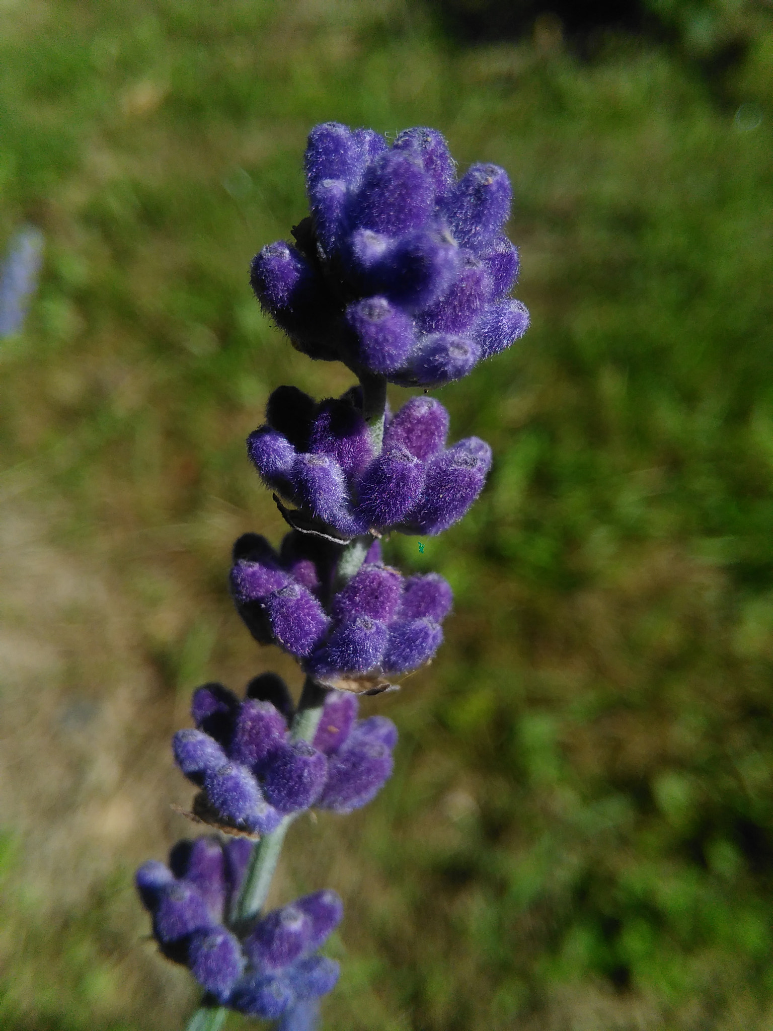 HUAWEI G620S-L01 sample photo. Lavender photography