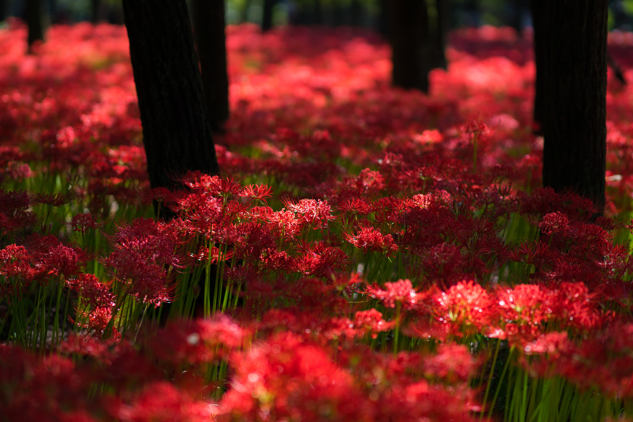 Sony a7R II + Sony Sonnar T* 135mm F1.8 ZA sample photo. 彼岸 photography