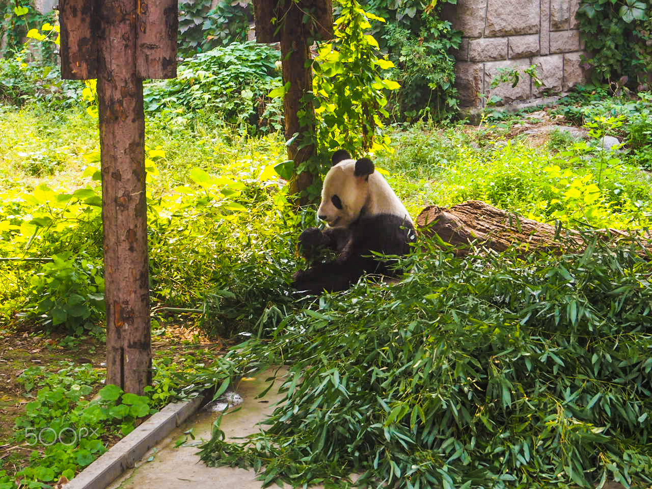 Olympus PEN E-PL6 sample photo. Panda having lunch photography