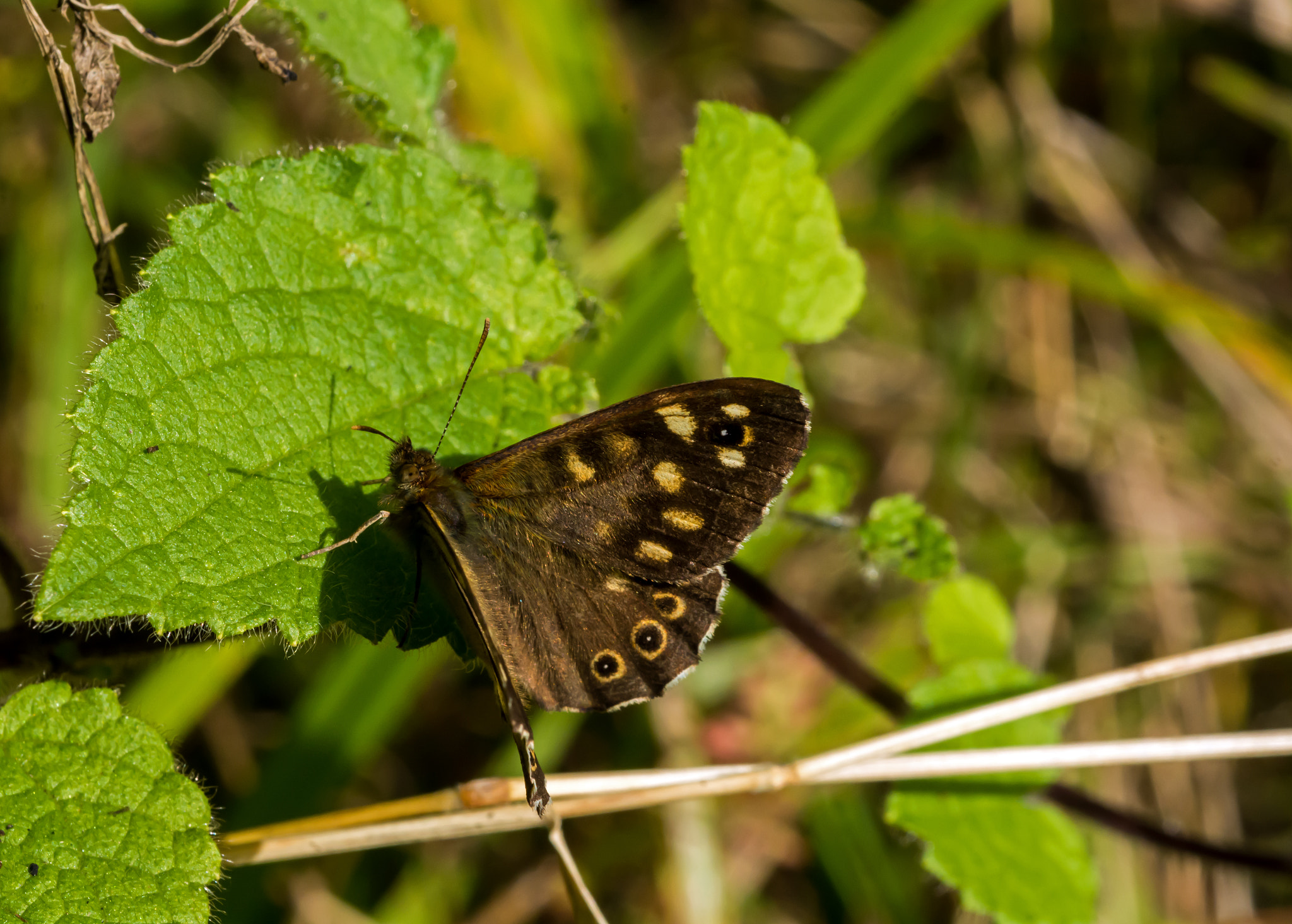 Nikon D7100 + AF Micro-Nikkor 60mm f/2.8 sample photo. At home in its woodland realm. photography