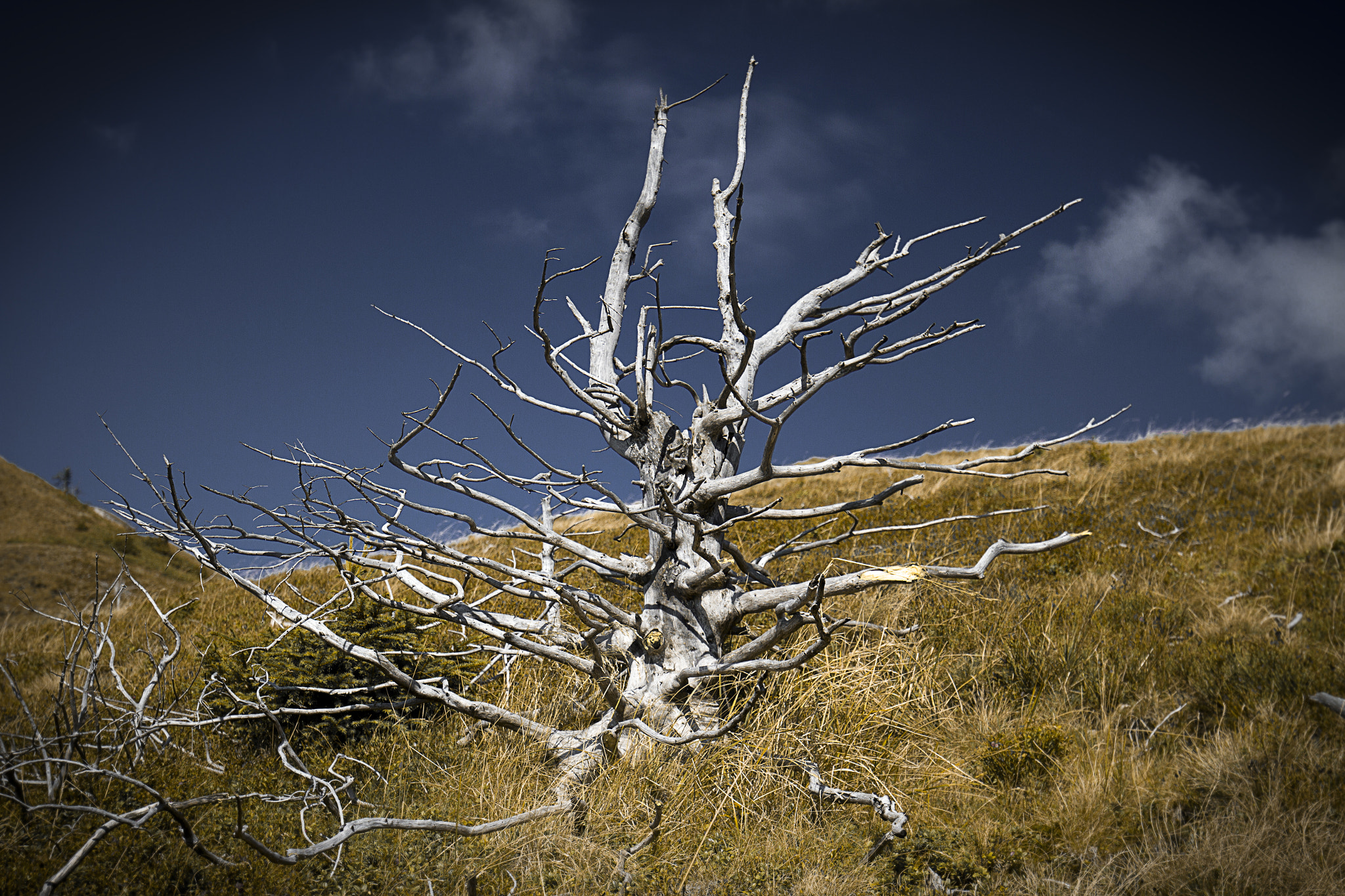 Canon EOS 7D + Canon EF 16-35mm F4L IS USM sample photo. Empty branches photography