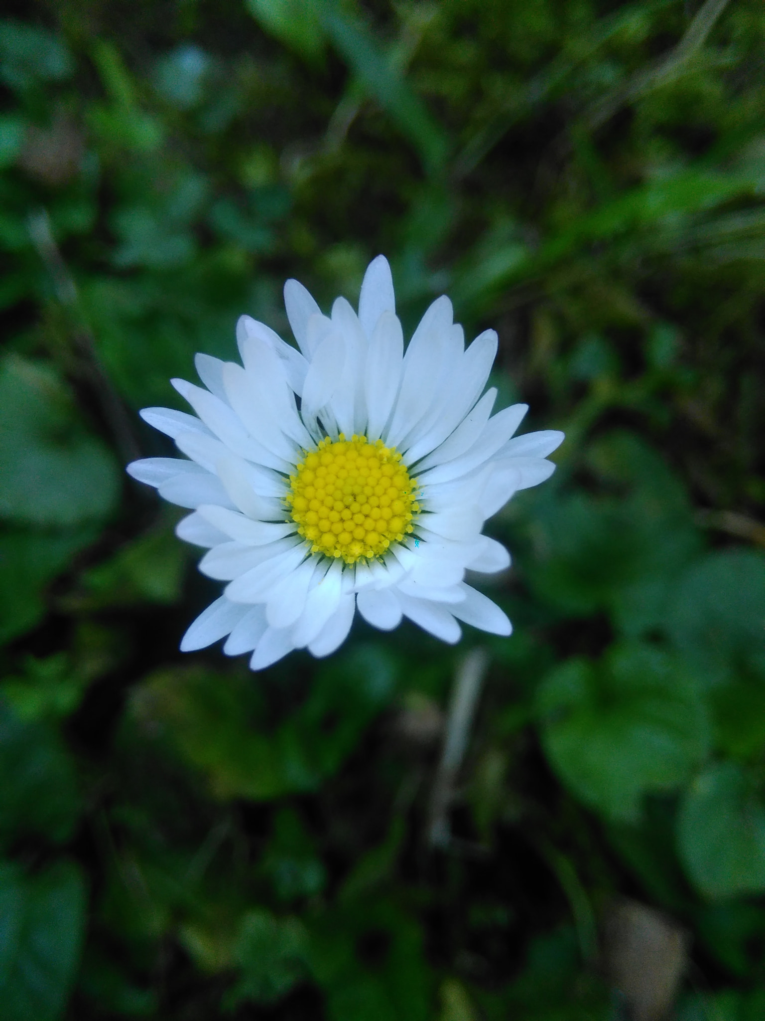 HUAWEI G620S-L01 sample photo. Fall survivor photography