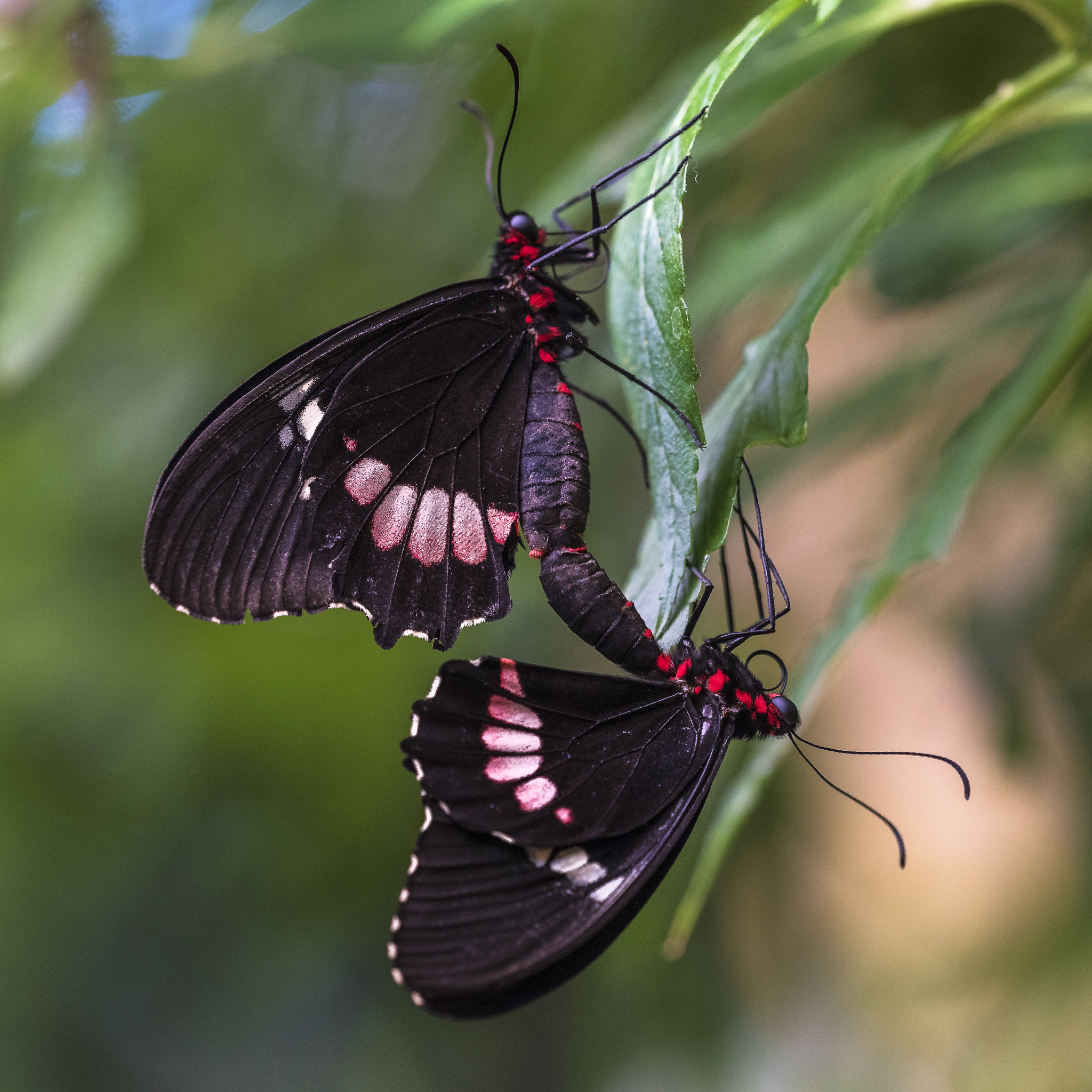 Nikon D750 + Sigma 150mm F2.8 EX DG OS Macro HSM sample photo. Summer love photography