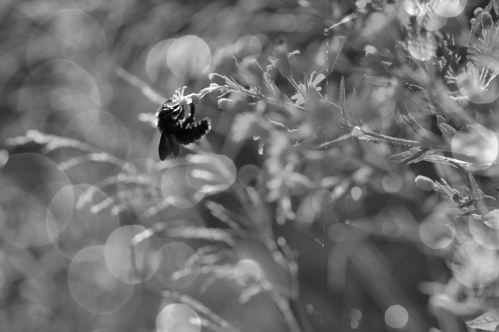 Sigma 105mm F2.8 EX DG OS HSM sample photo. Xilocopa violacea photography