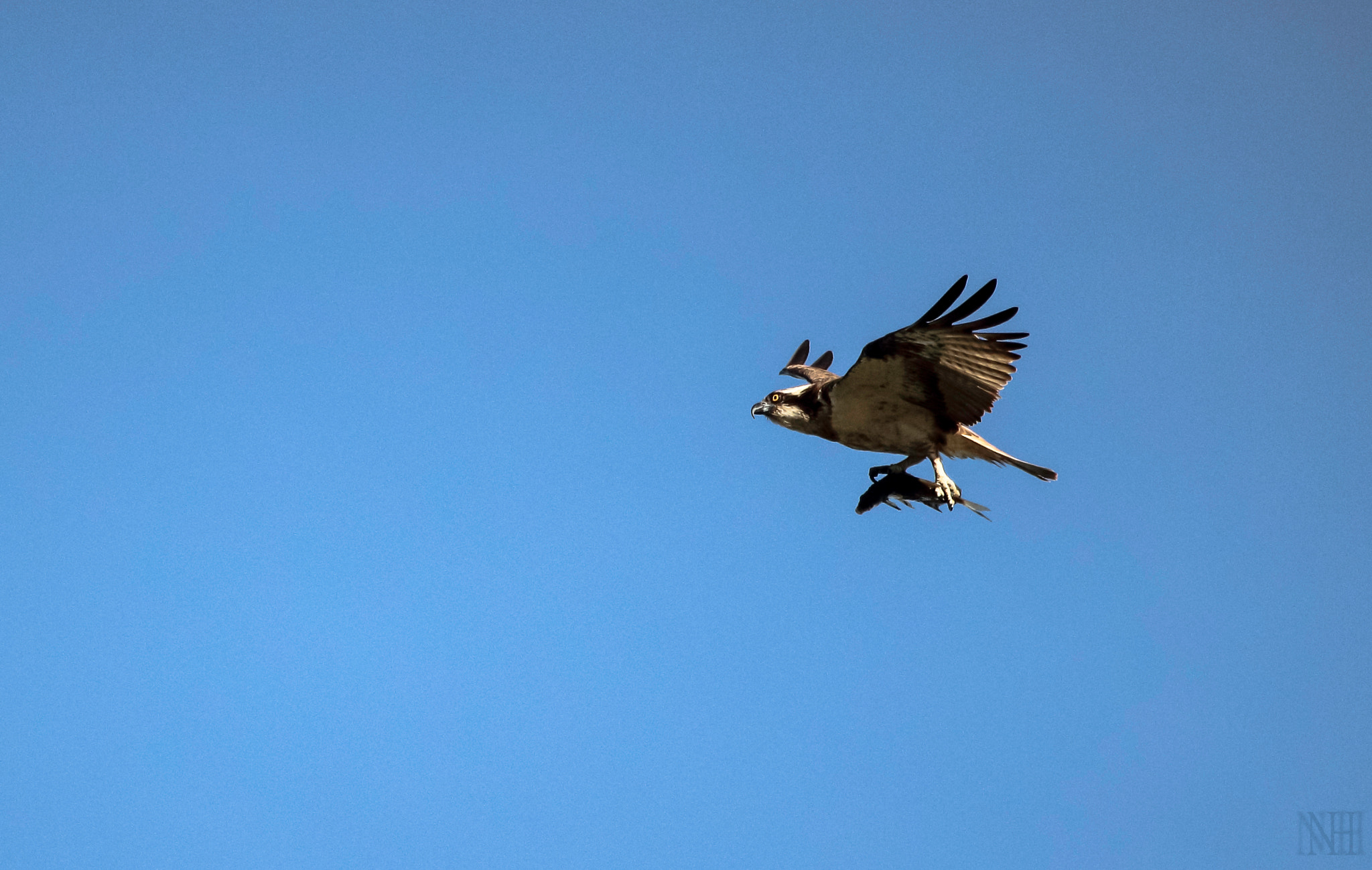 Canon EF 100-400mm F4.5-5.6L IS USM sample photo. Osprey and fish photography