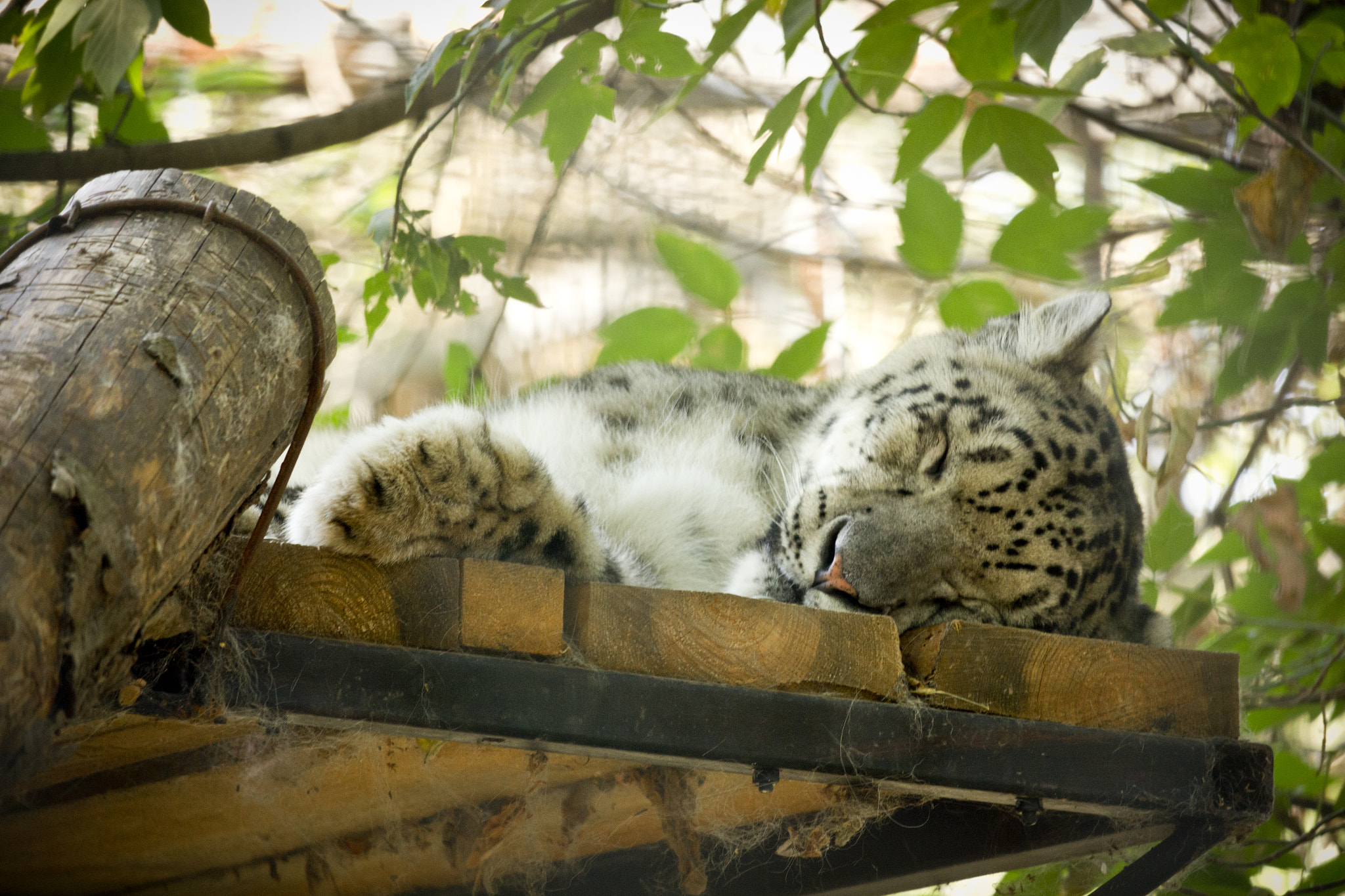 Canon EF-S 55-250mm F4-5.6 IS STM sample photo. Snow leopard photography