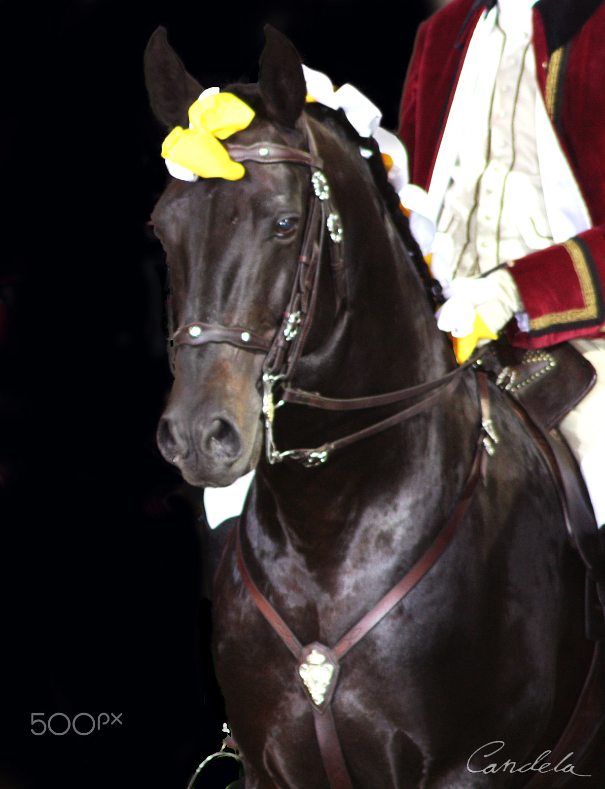 Canon EF 100-300mm f/5.6 sample photo. Lusitano na noite photography