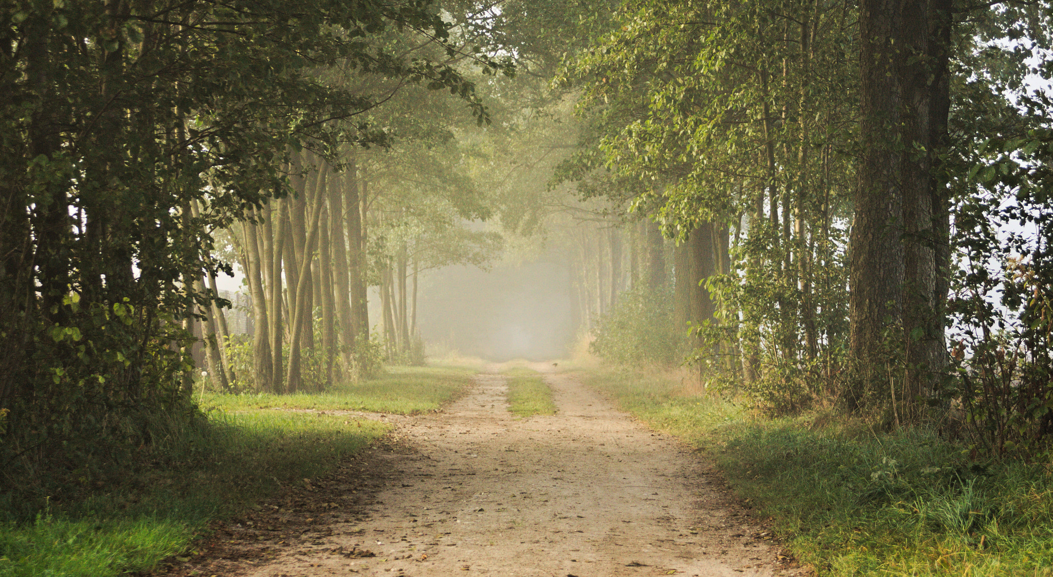 Canon EF 28-80mm f/3.5-5.6 sample photo. Foggy road photography