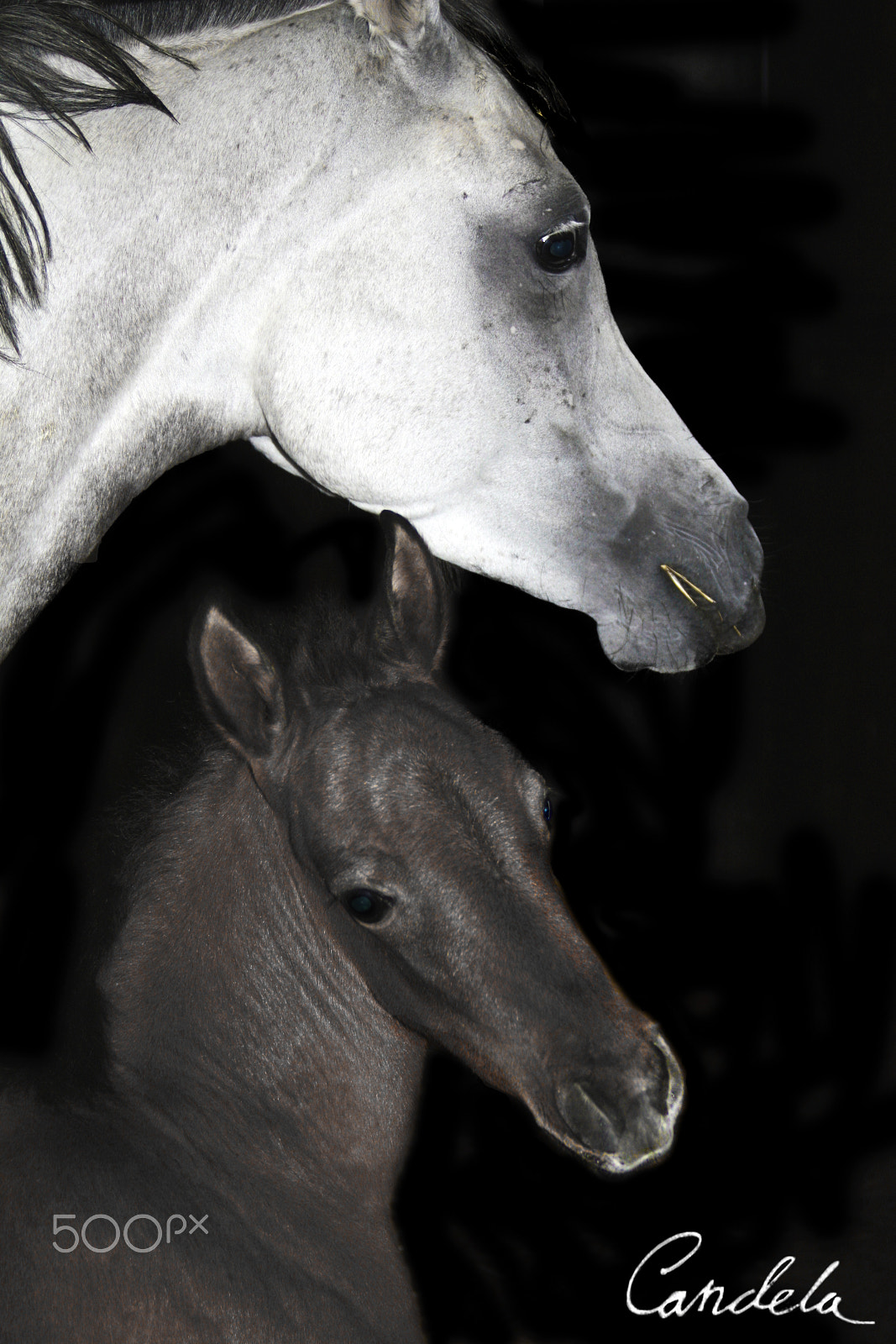 Canon EOS 450D (EOS Rebel XSi / EOS Kiss X2) sample photo. Arabian mare and foal photography