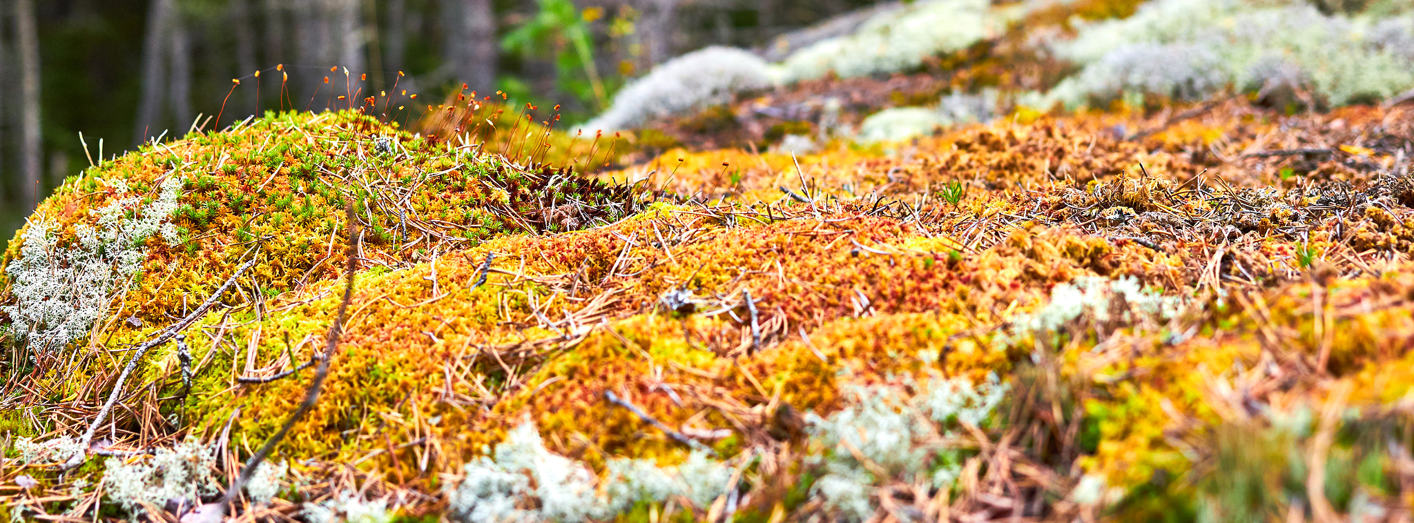 Canon EF 40mm F2.8 STM sample photo. Reindeer food moss in finland photography