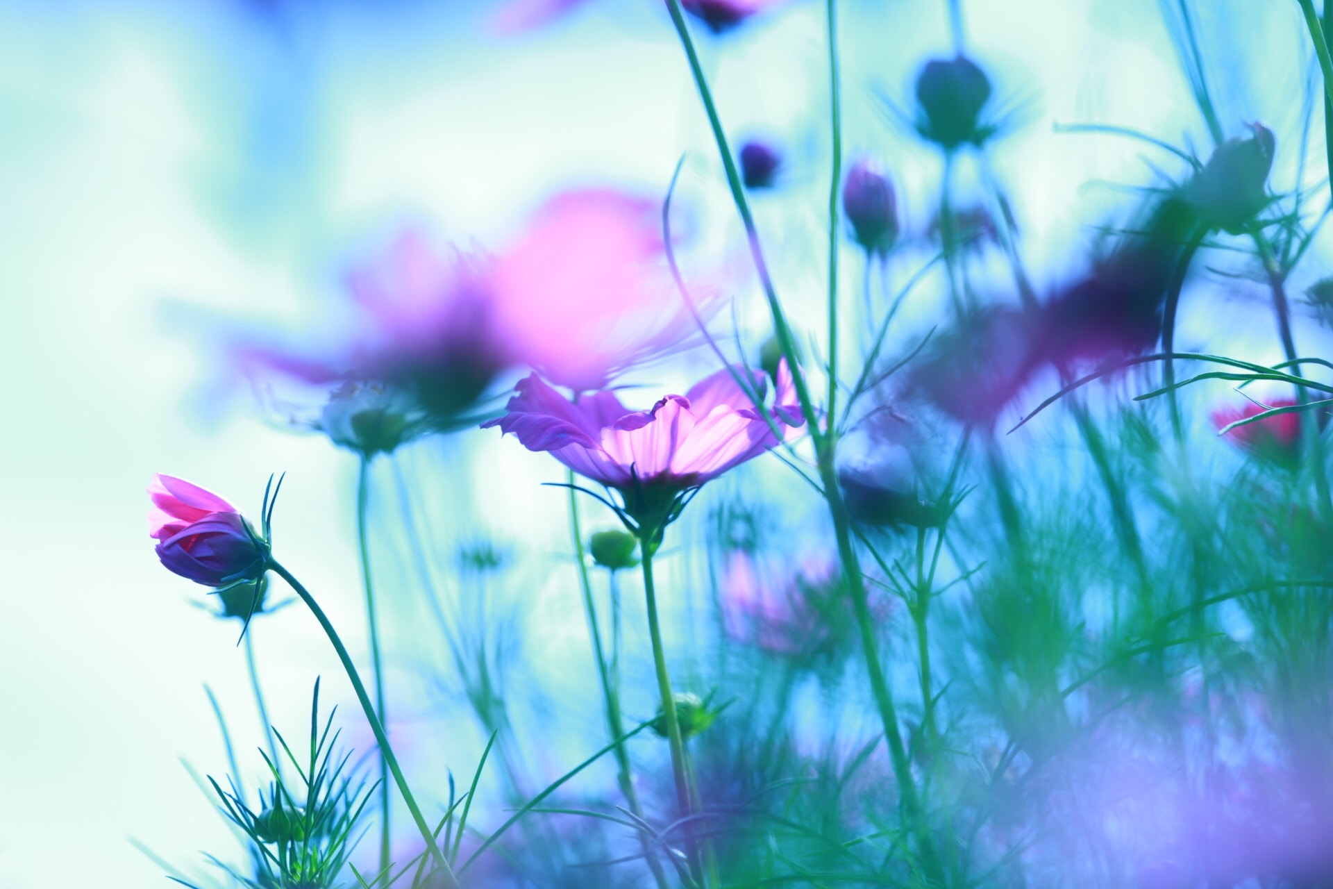 Canon EF 180mm F3.5L Macro USM sample photo. Cosmos photography