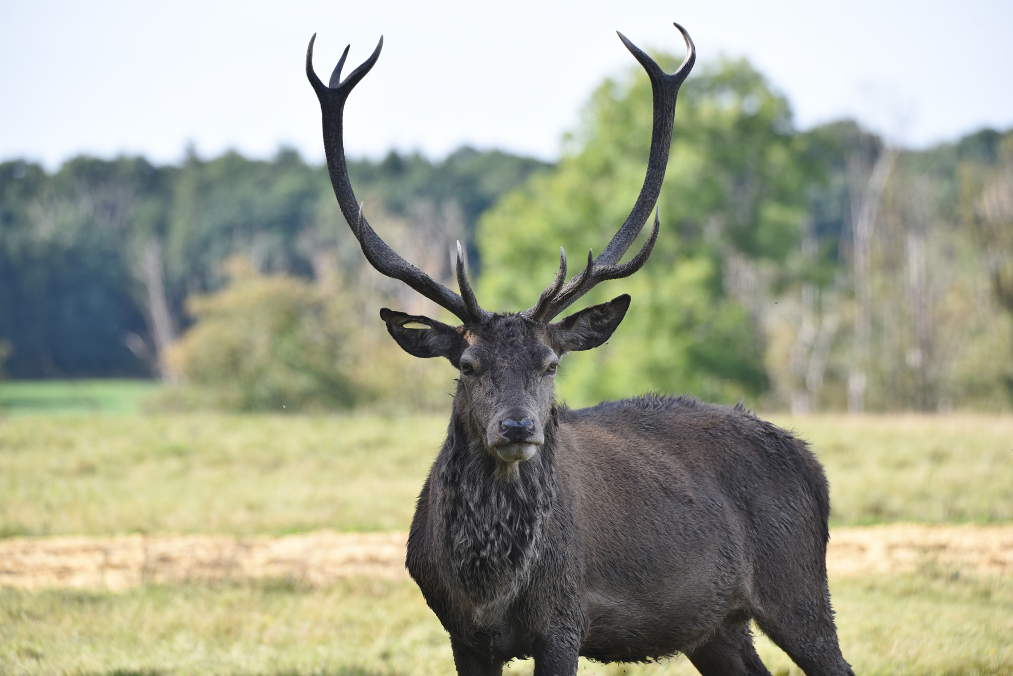 Sigma 50-500mm F4.5-6.3 DG OS HSM sample photo. Windsor great park 24 september 2016 112 photography