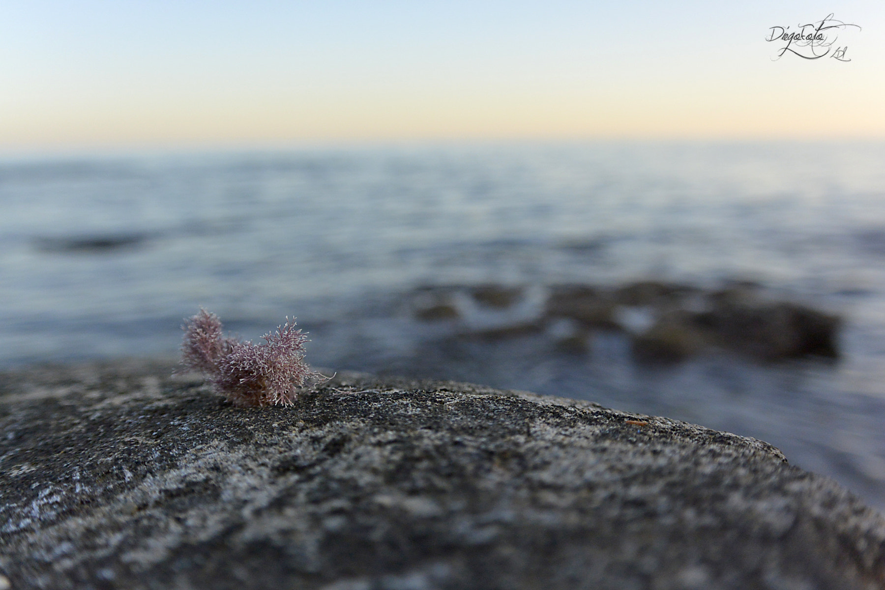 Nikon 1 Nikkor VR 10-30mm F3.5-5.6 sample photo. Alga de mar photography