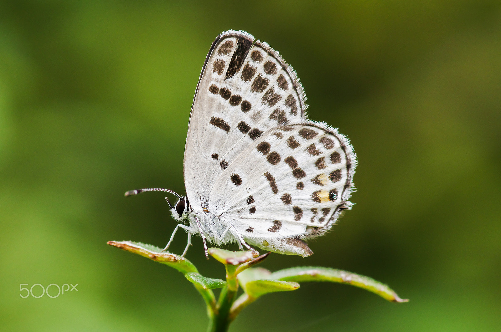 Pentax smc D-FA 100mm F2.8 Macro WR sample photo. Small butterfly photography