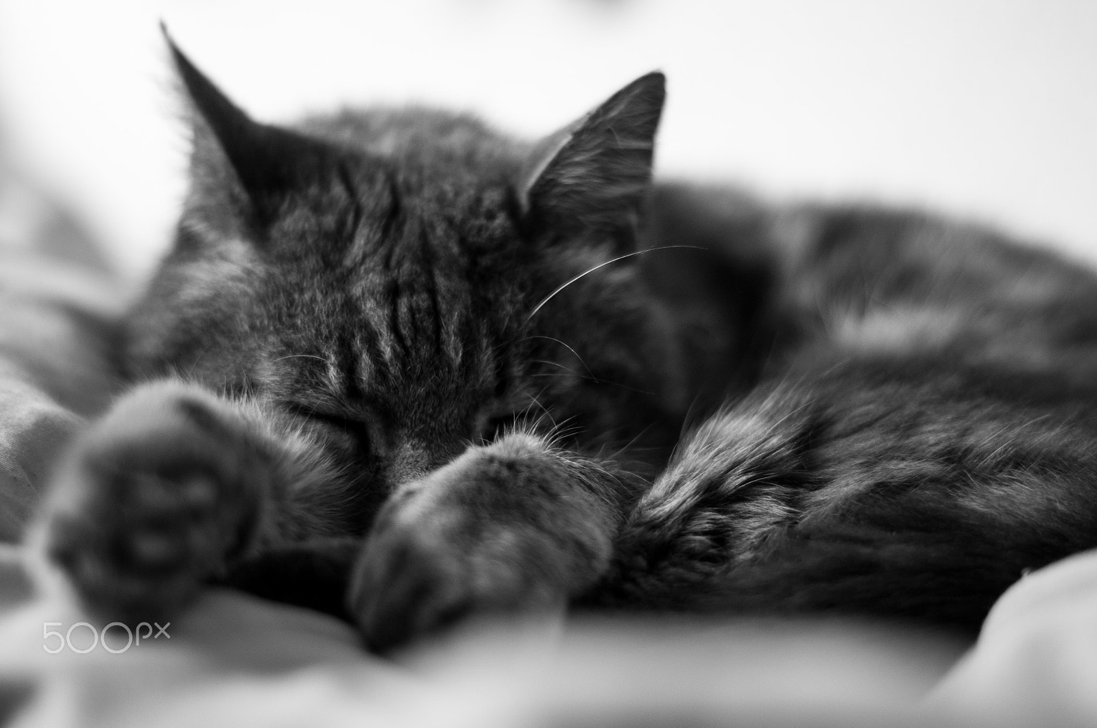 Pentax K-r sample photo. The cat i photography